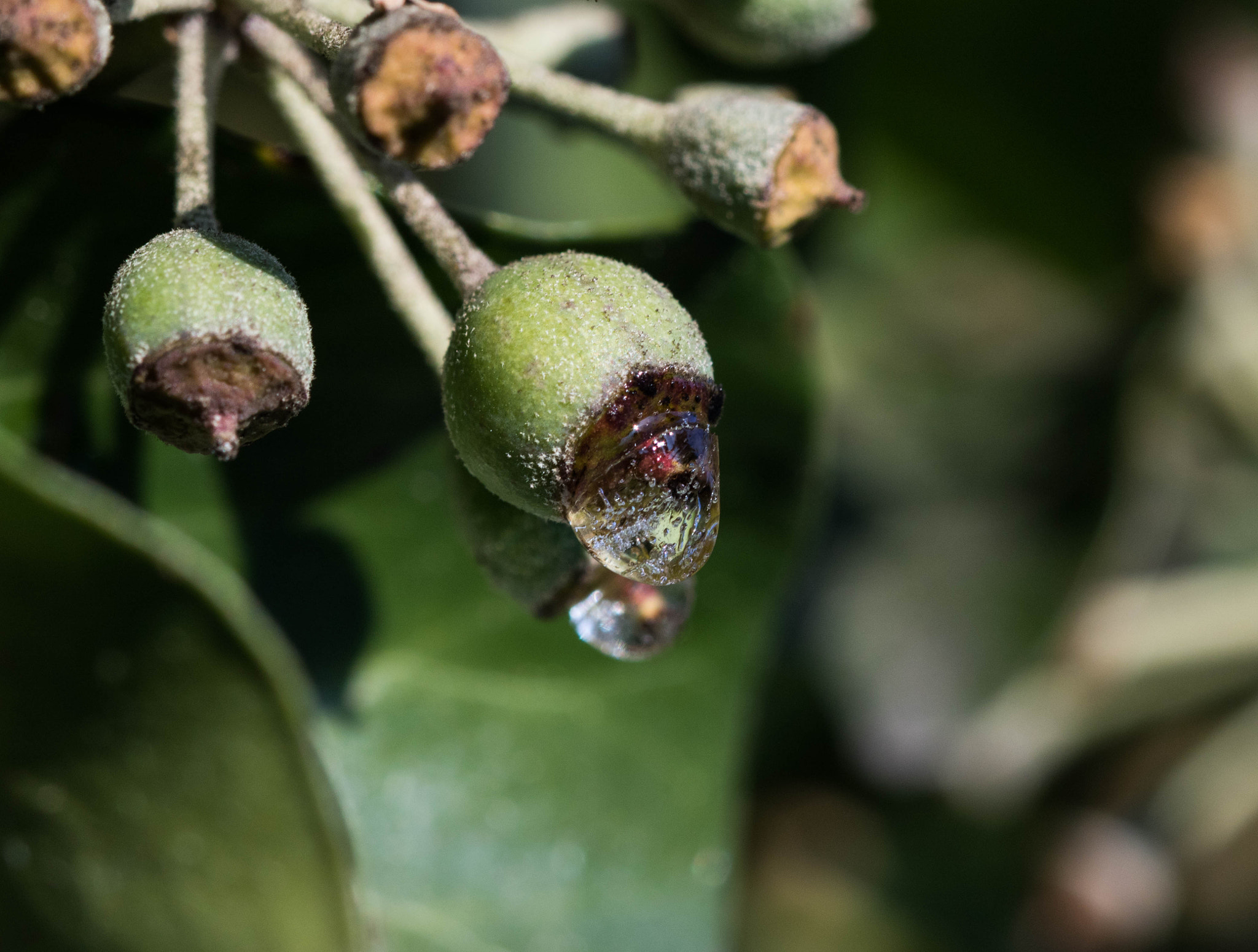 Canon EF 100mm F2.8 Macro USM sample photo. Frozen drop photography