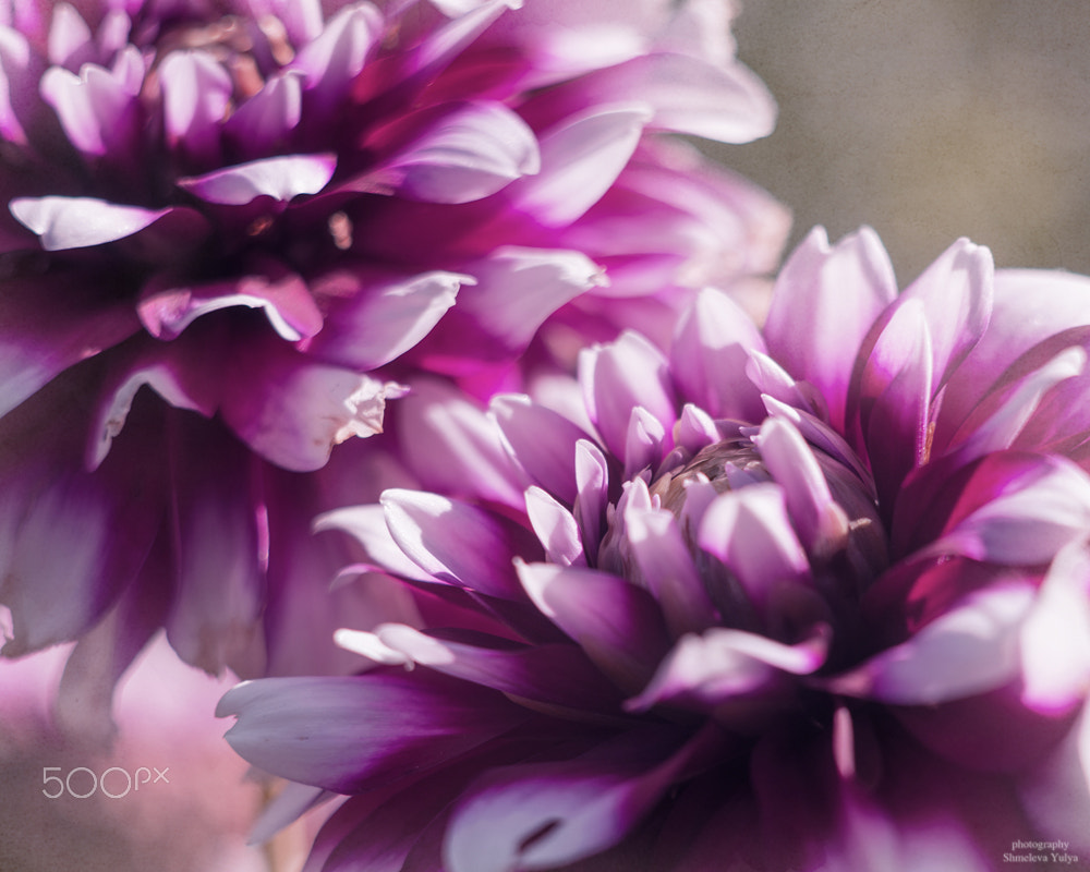 Sony a99 II sample photo. Dahlia photography