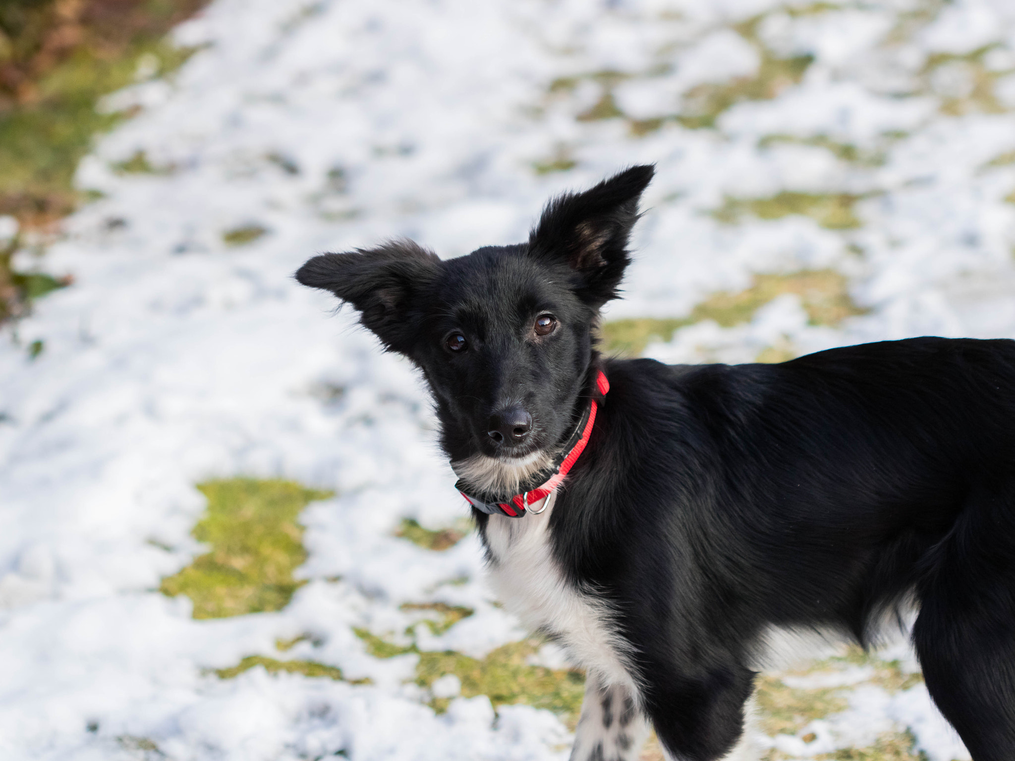 Canon EF 100mm F2.8 Macro USM sample photo. Border collie photography