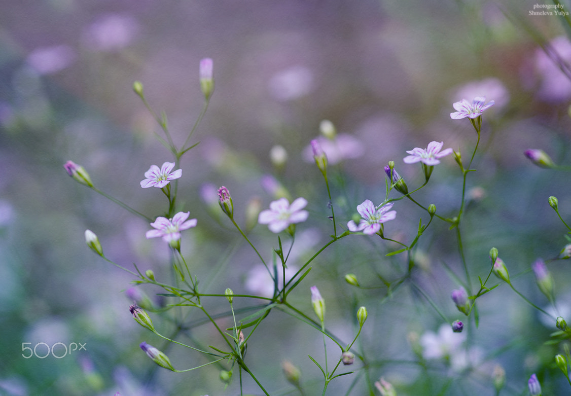 Sony a99 II + Minolta AF 100mm F2.8 Macro [New] sample photo