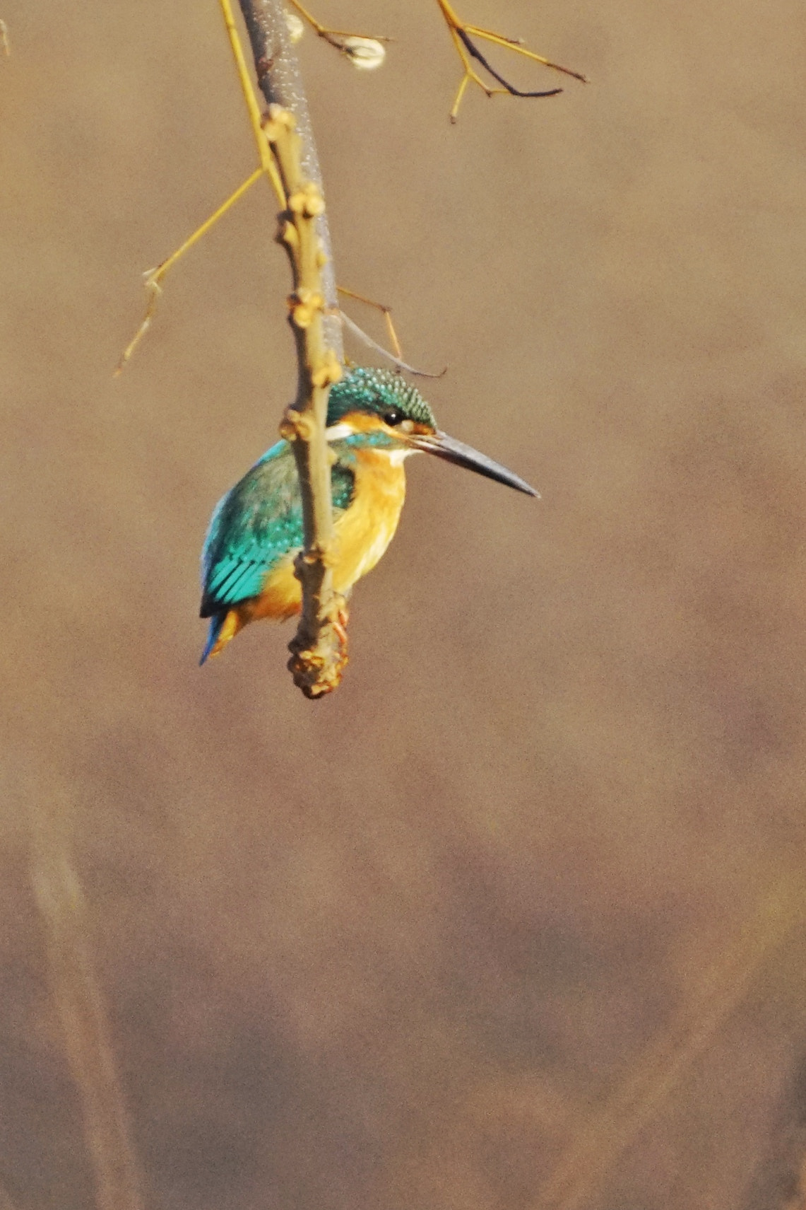 Sony 500mm F8 Reflex sample photo