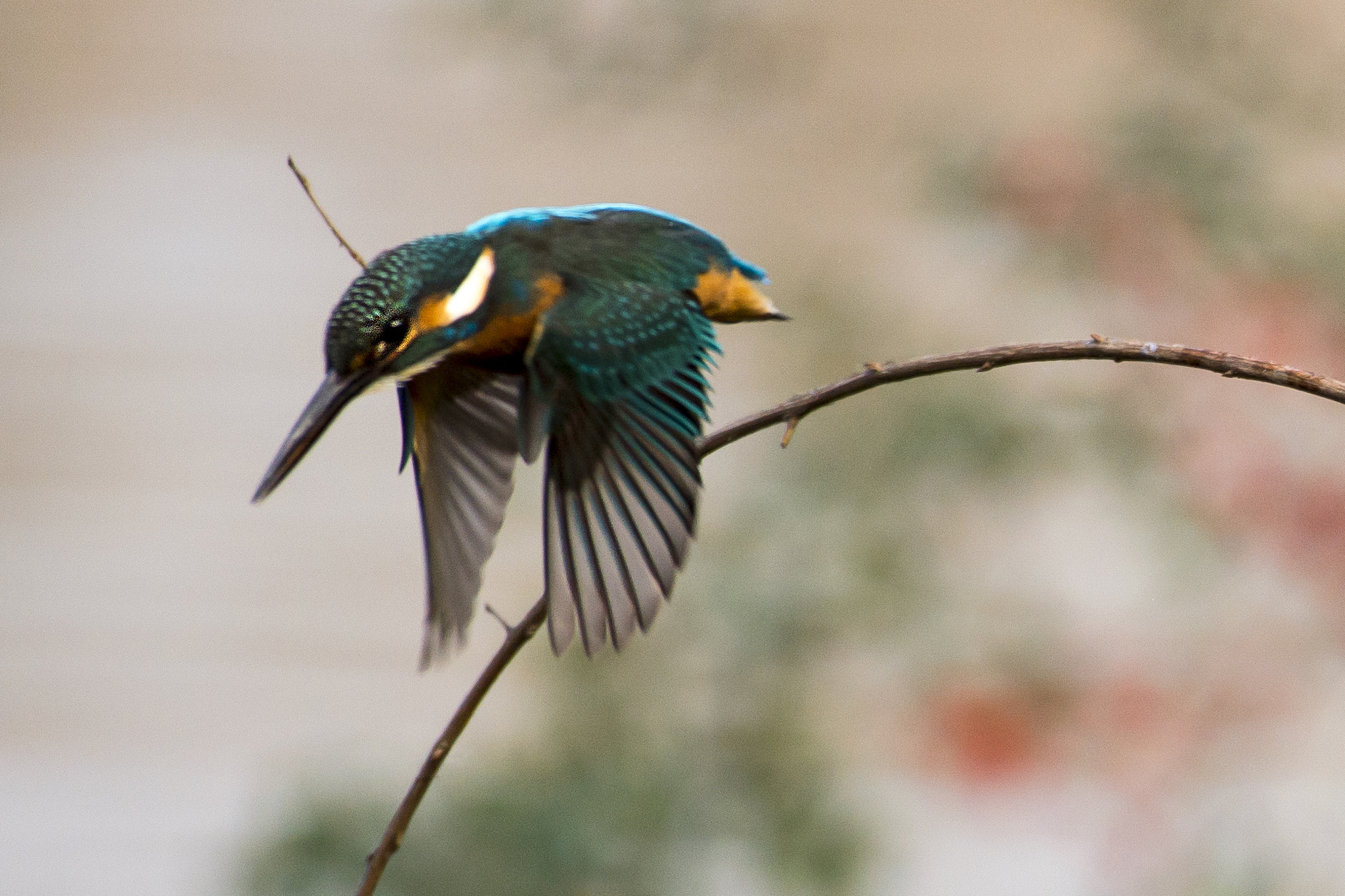Nikon AF-S Nikkor 200-500mm F5.6E ED VR sample photo. 翠鸟 photography