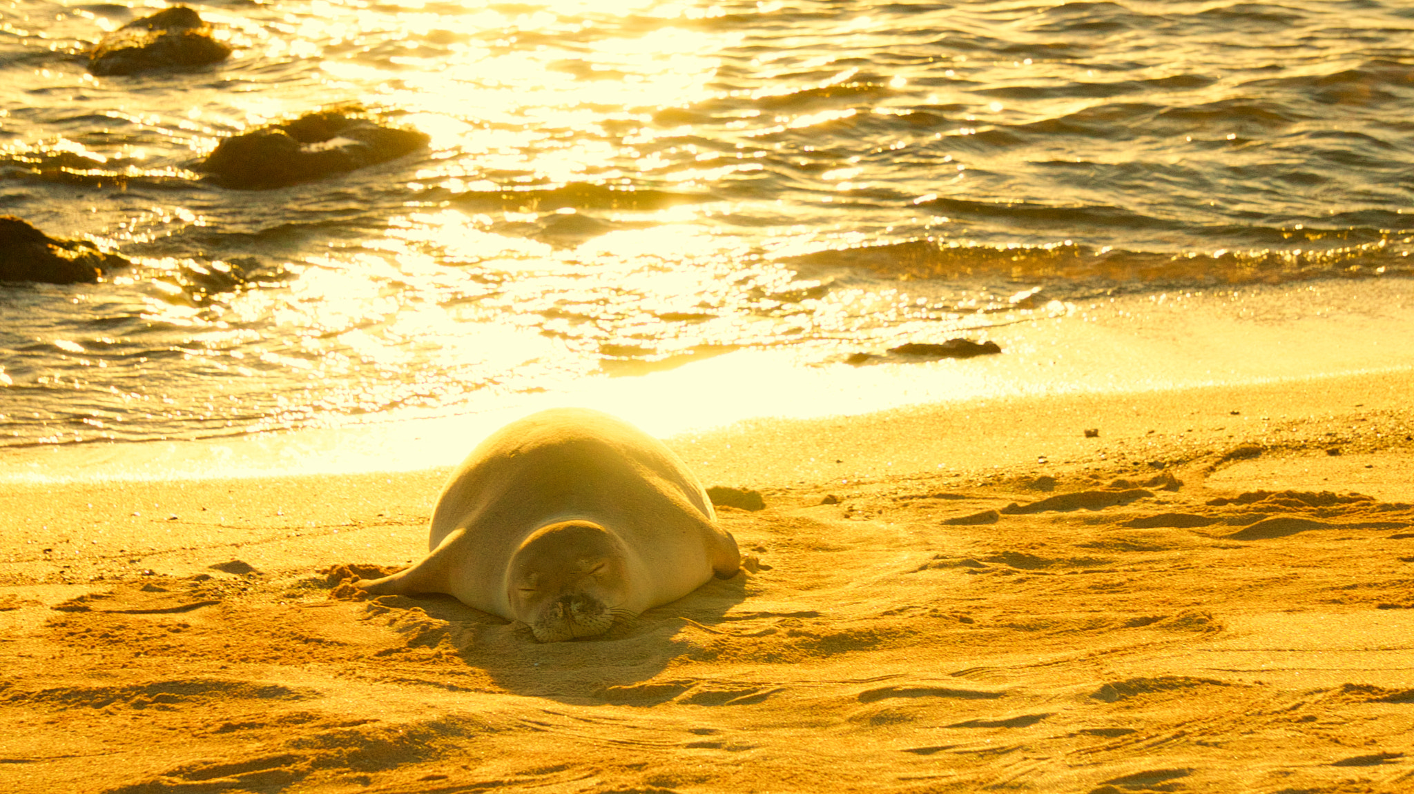 Sony a7S sample photo. Hawaiian monk seal at sunset photography