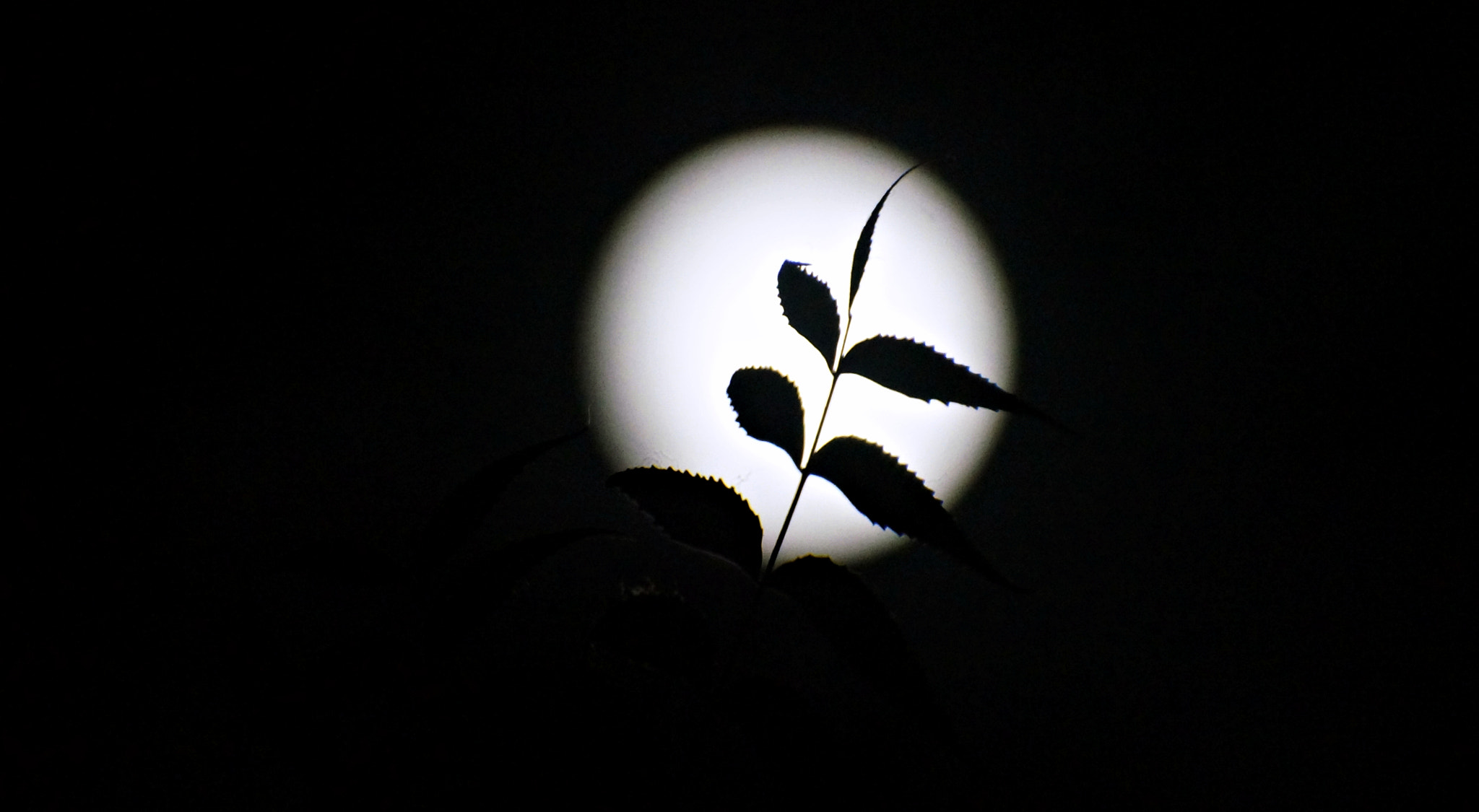 Sony SLT-A57 sample photo. Creativity is my usp! photography
