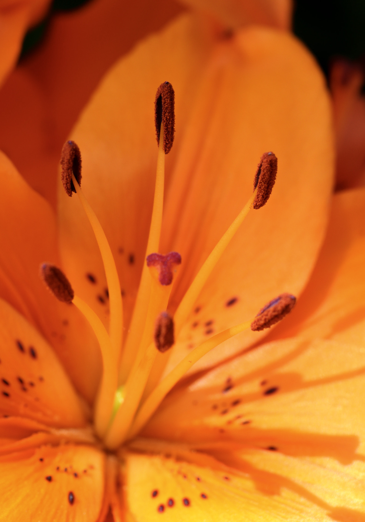 Canon EF 100mm F2.8L Macro IS USM sample photo. Open heart photography