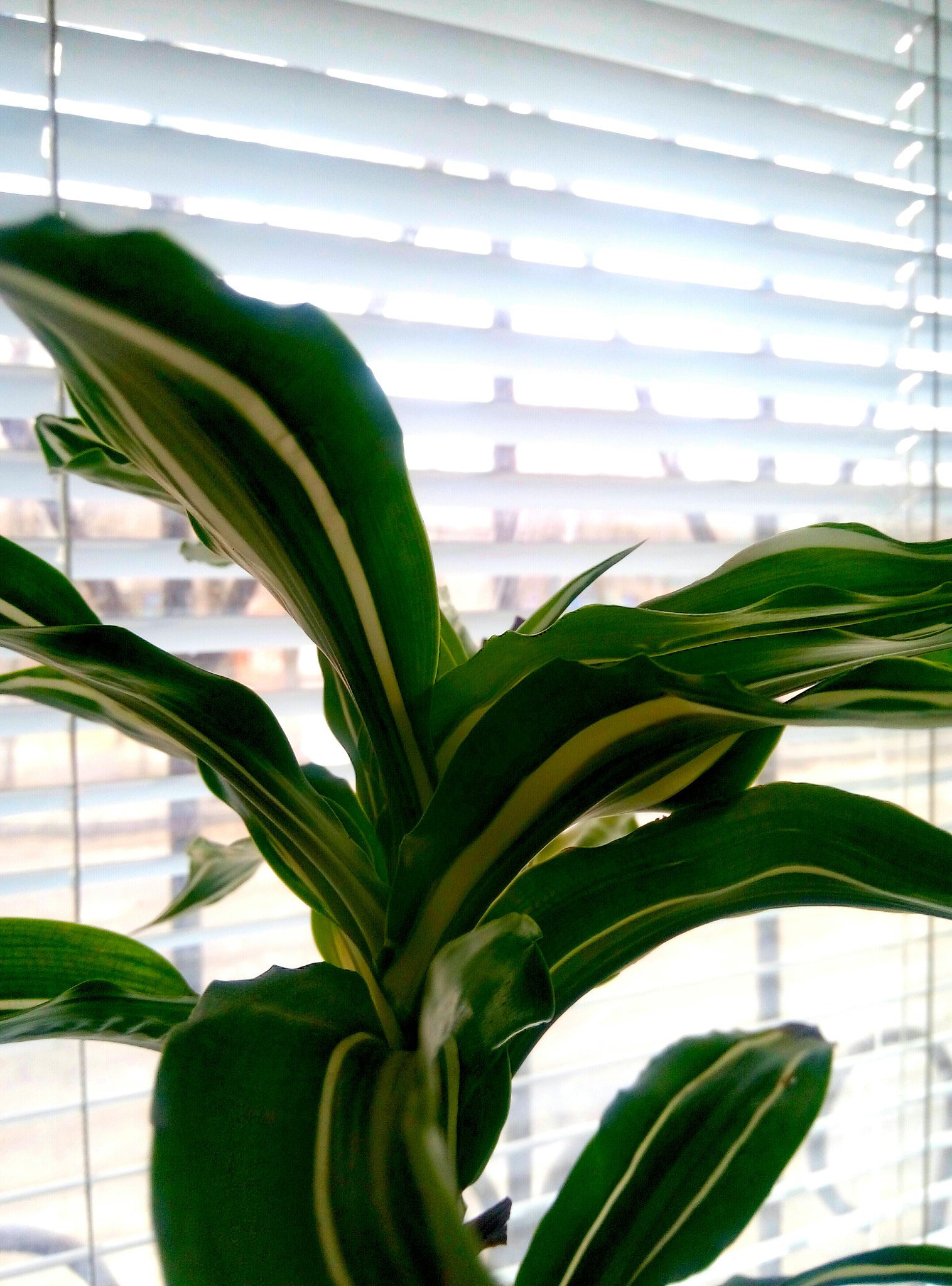 Meizu m2 sample photo
