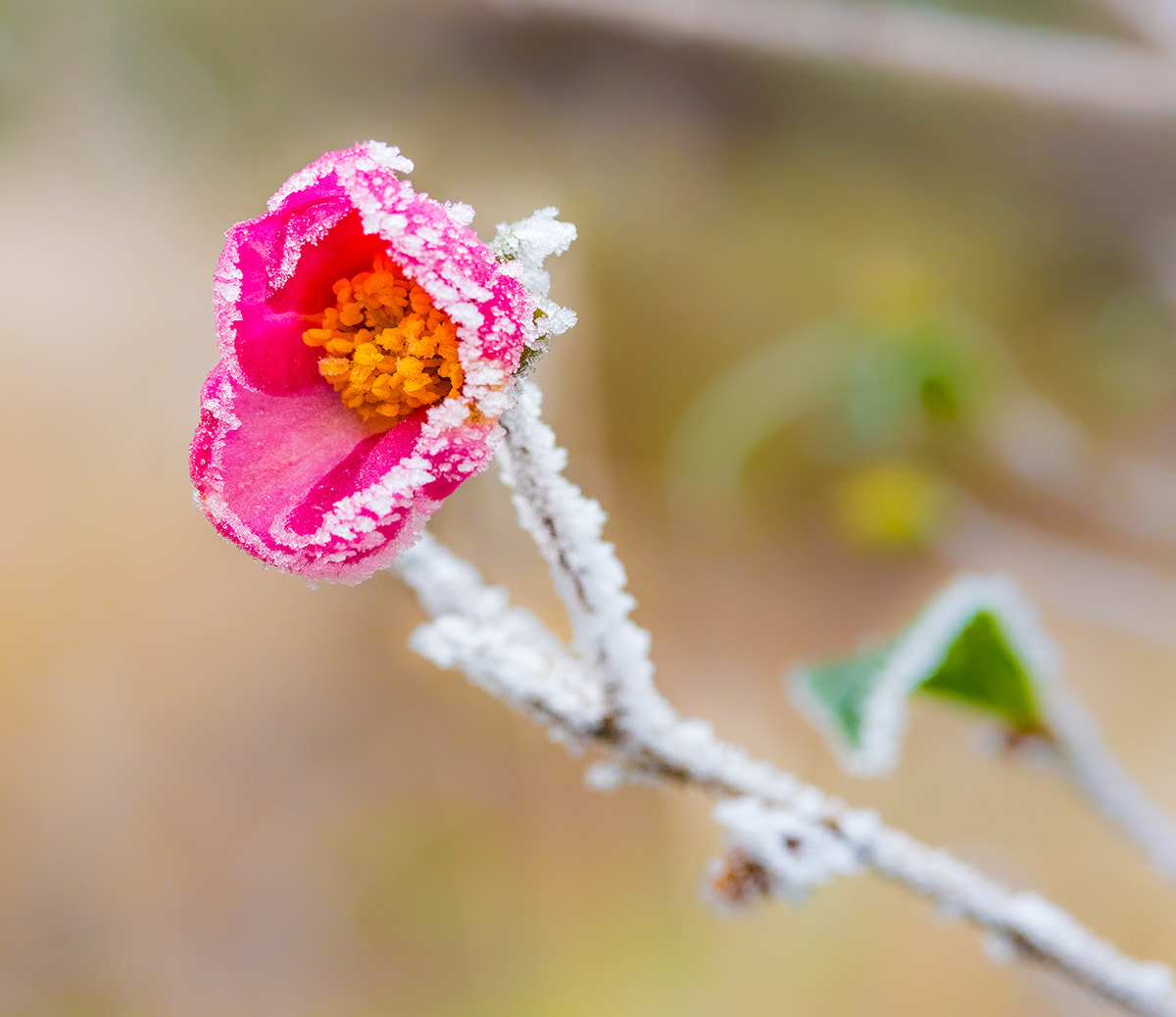 Nikon D810 + AF Micro-Nikkor 105mm f/2.8 sample photo. Beauté glacée photography