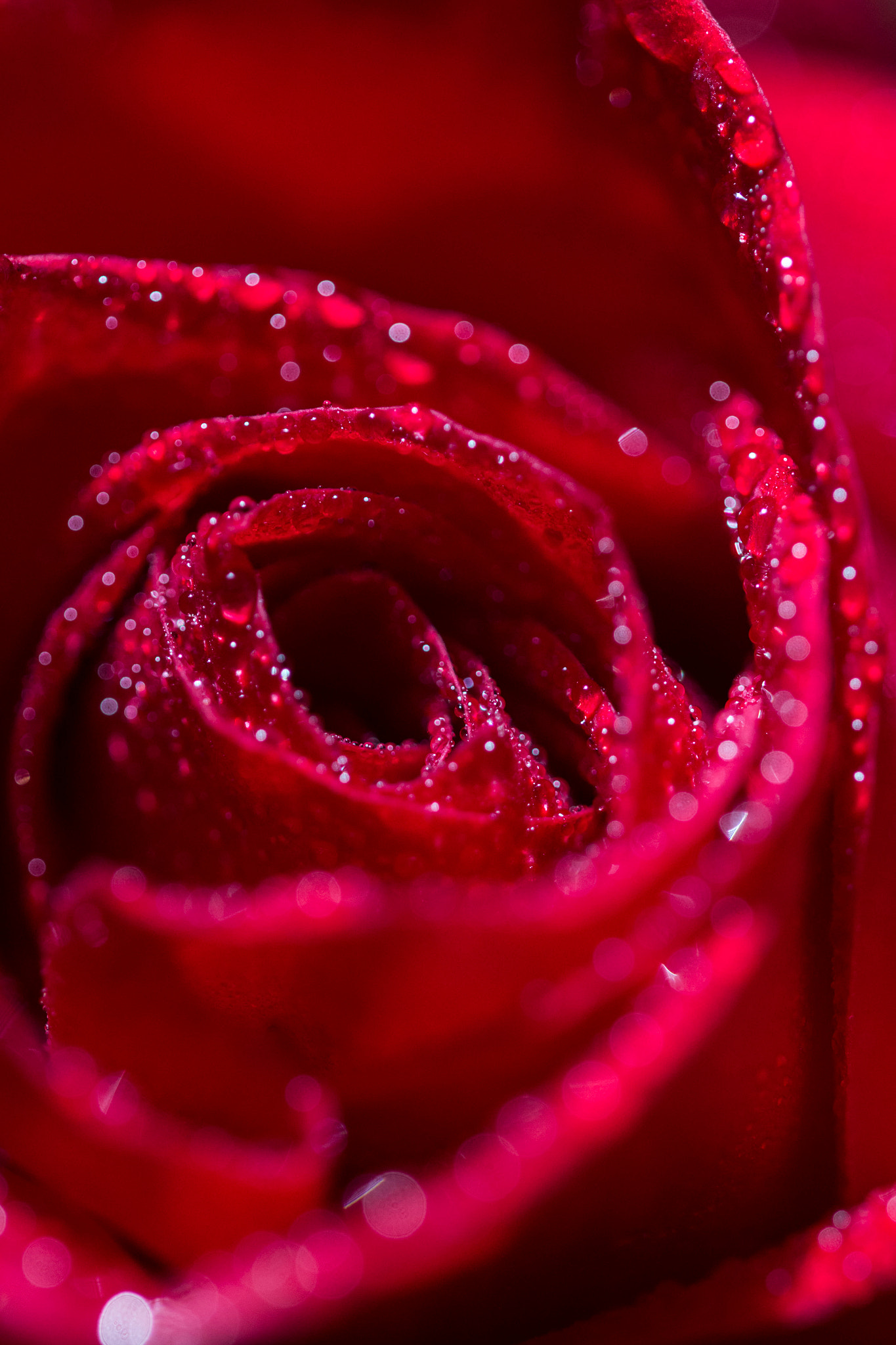 Canon EF 100mm F2.8L Macro IS USM sample photo. Rose photography
