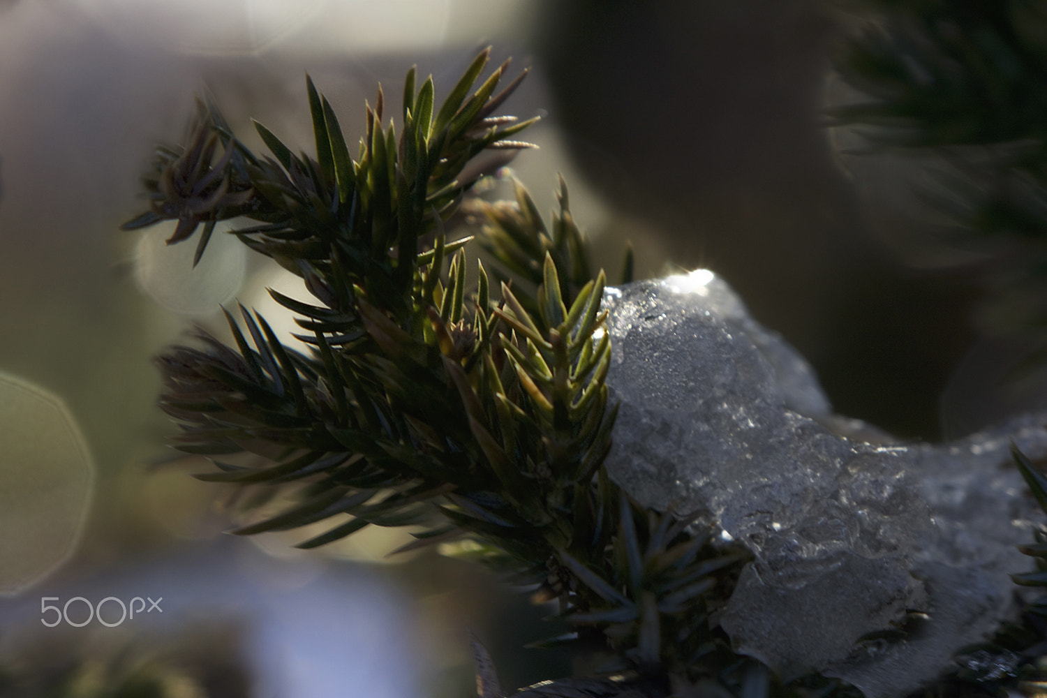 Sigma APO Macro 150mm f/2.8 EX DG HSM sample photo. Diamond stealth photography