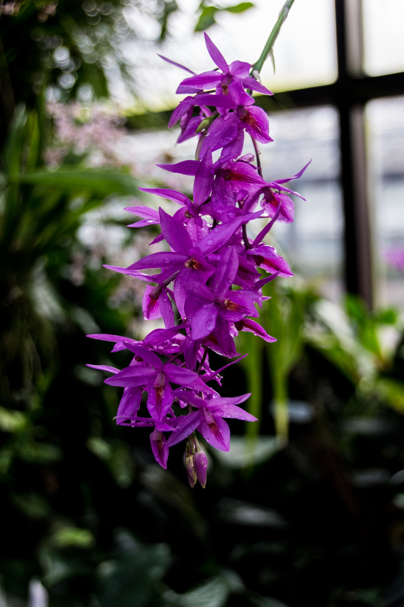 Sony SLT-A68 sample photo. Orchideen photography