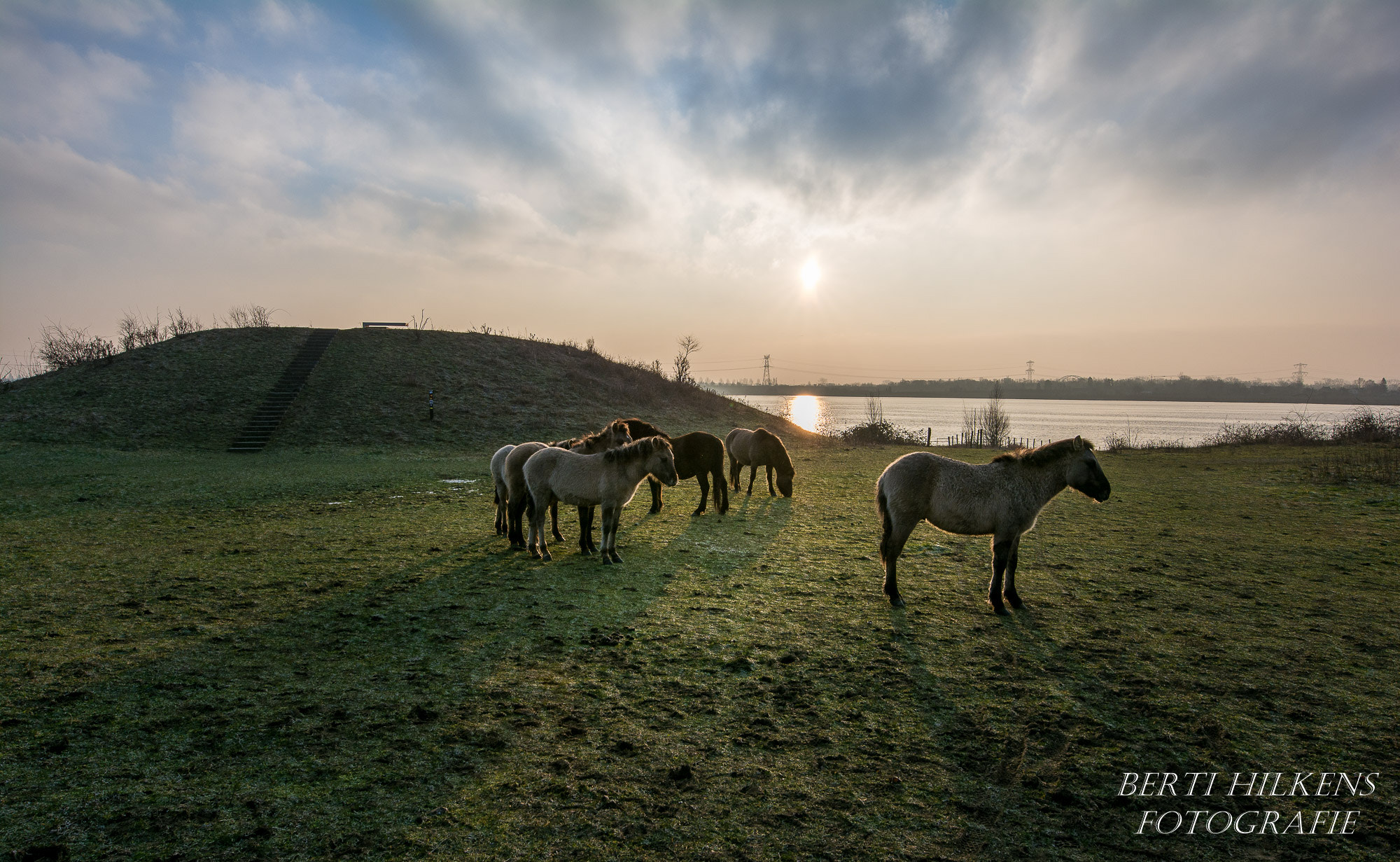 Tamron SP 15-30mm F2.8 Di VC USD sample photo. Wild horses photography