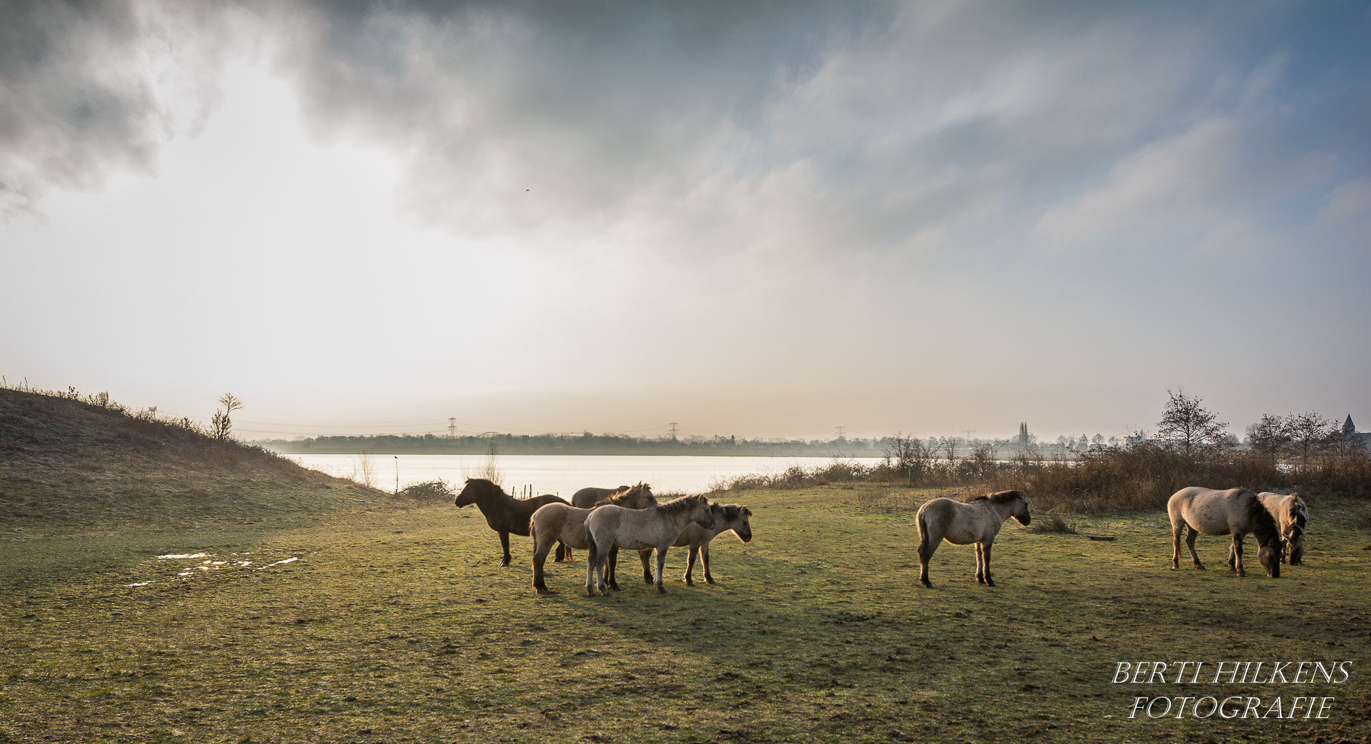Tamron SP 15-30mm F2.8 Di VC USD sample photo. Wild horses photography