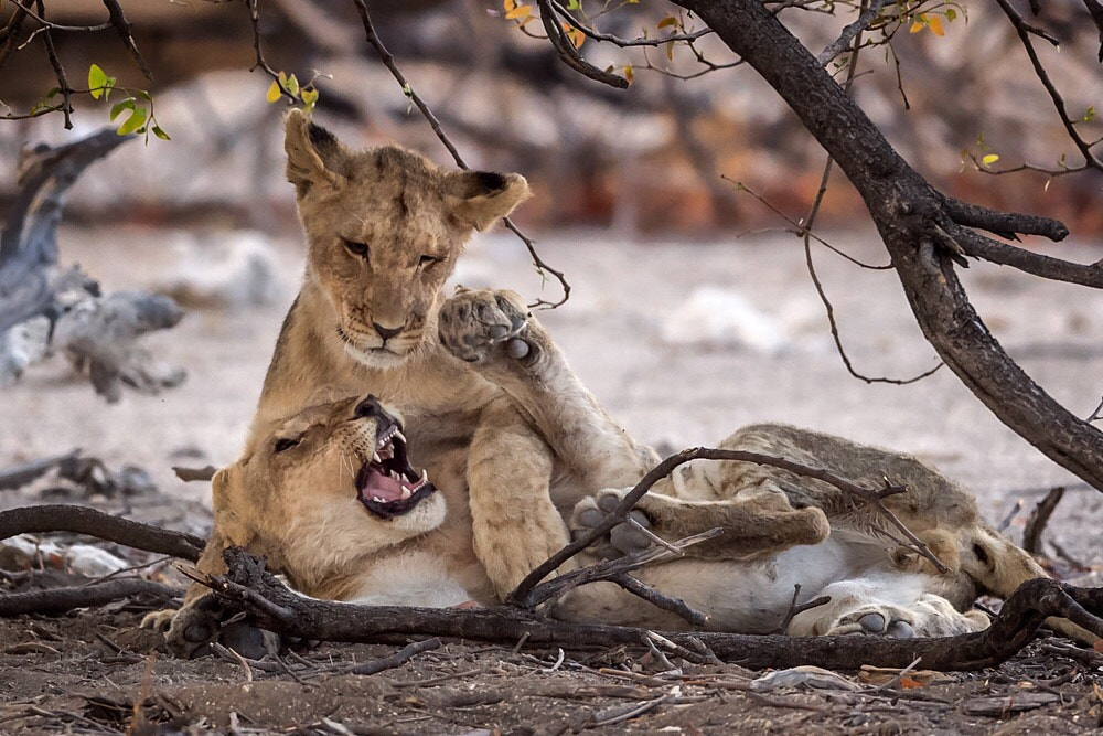 Nikon AF-S Nikkor 600mm F4E FL ED VR sample photo. Cute cubs photography