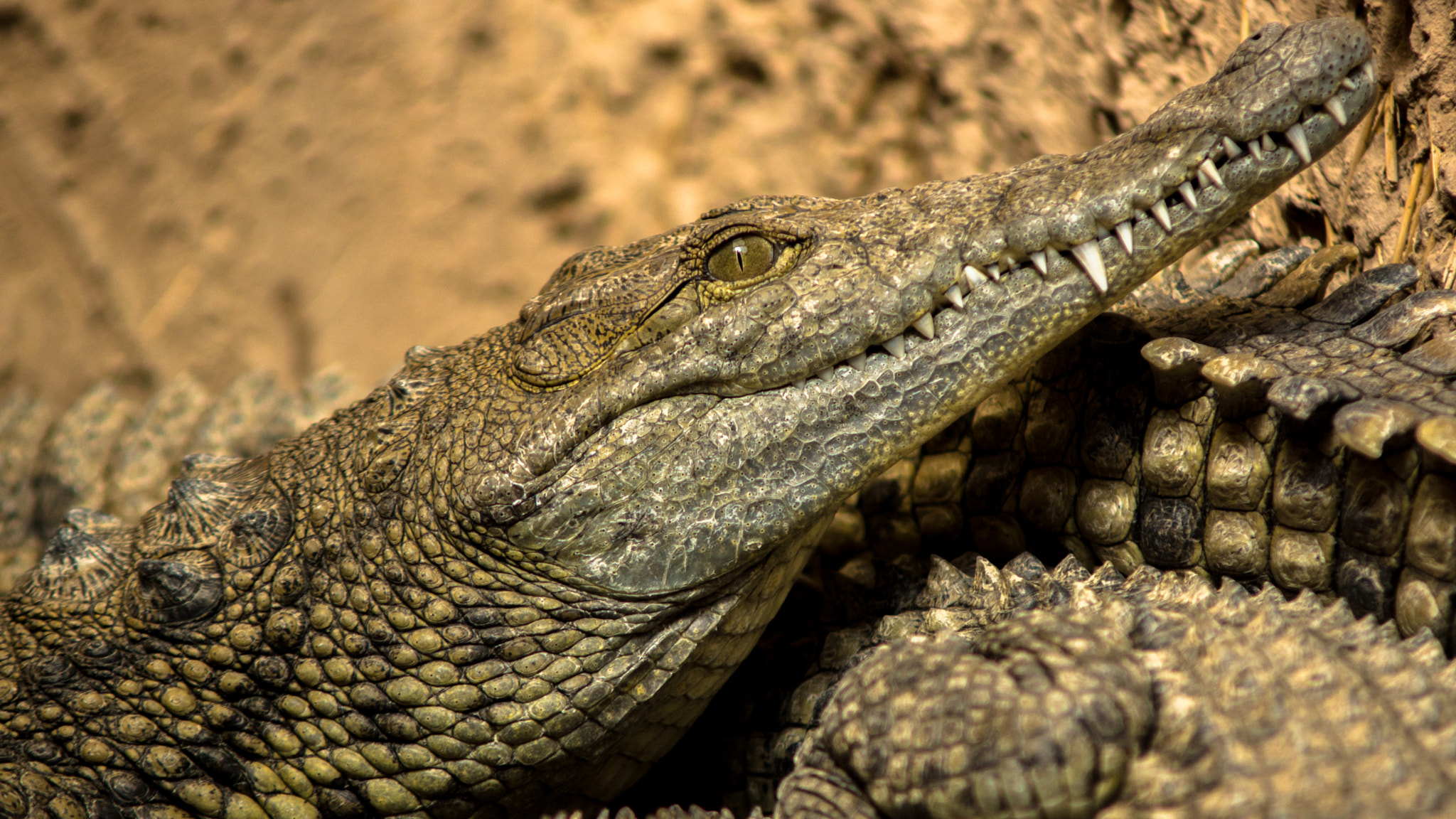 Sony SLT-A77 + Minolta AF 70-210mm F4 Macro sample photo. Croco photography
