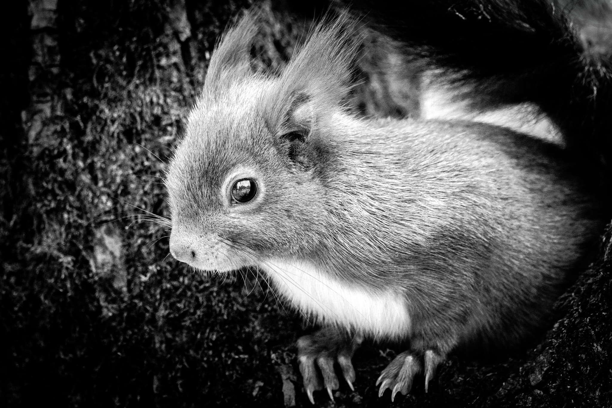 Olympus OM-D E-M1 Mark II + OLYMPUS M.300mm F4.0 sample photo. Squirrel black and white photography