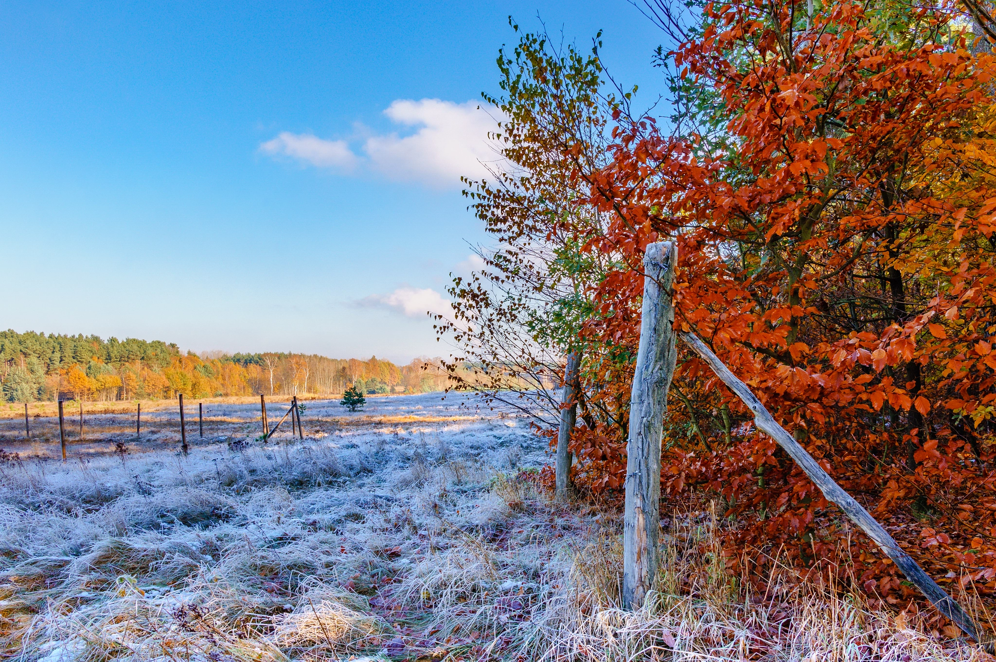 Sony Alpha NEX-6 + Sigma 19mm F2.8 EX DN sample photo. Fenced autumn photography