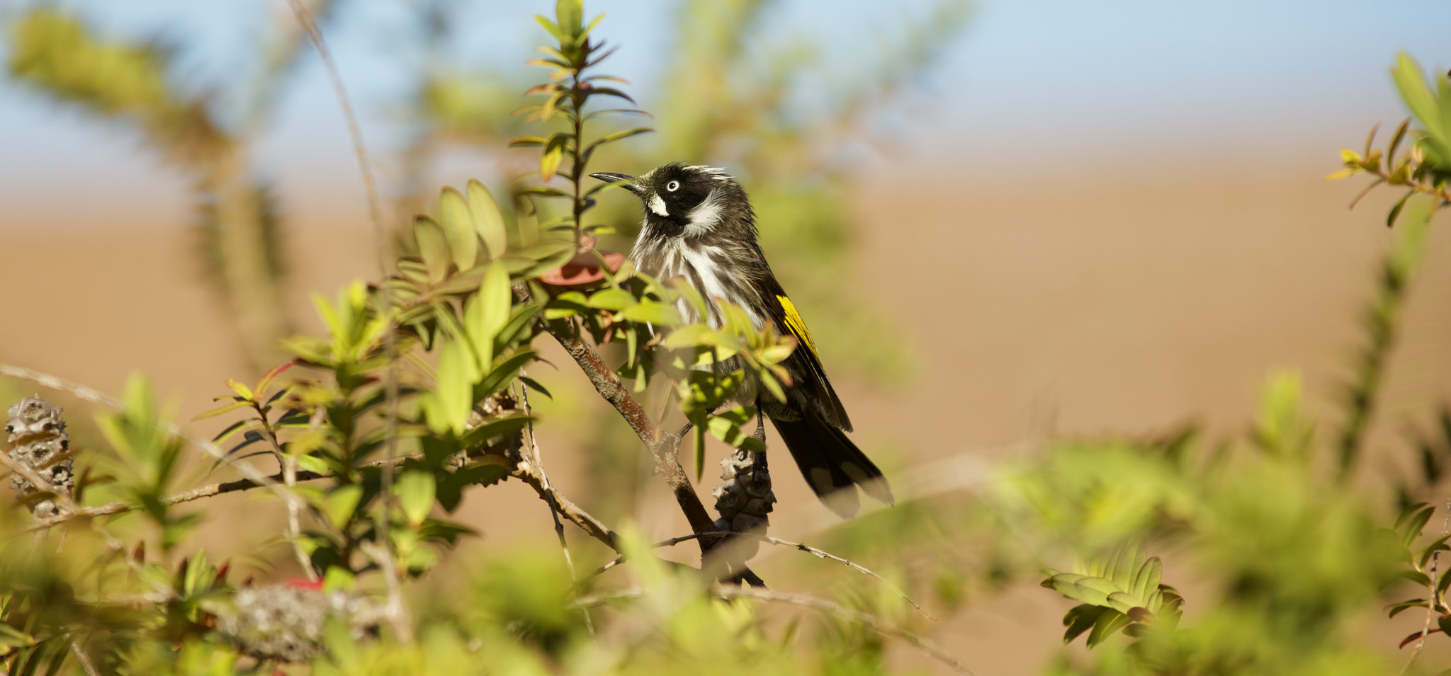 Canon EF 70-200mm F2.8L IS II USM sample photo. Bee eater photography
