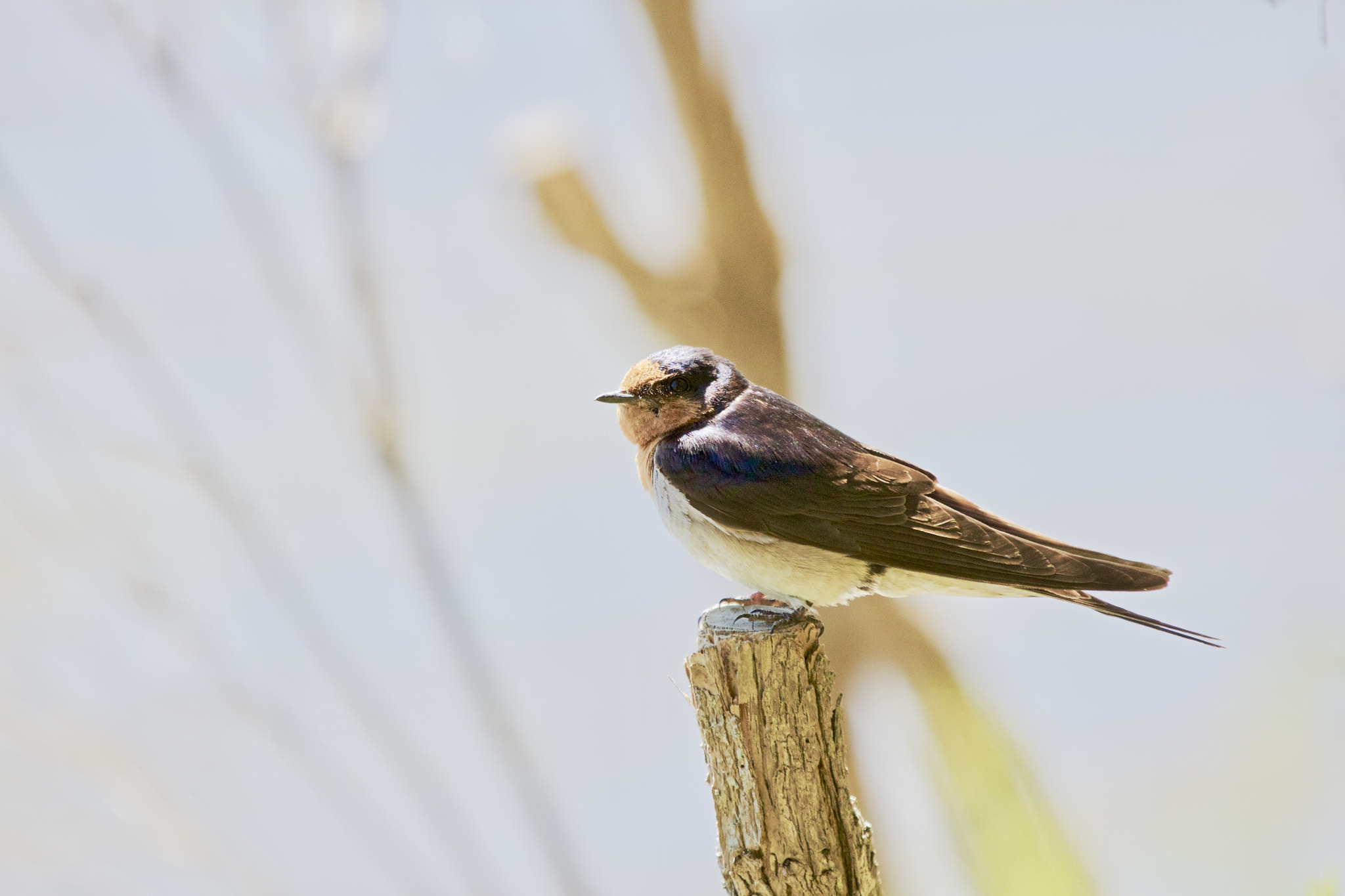 Canon EF 70-200mm F2.8L IS II USM sample photo. Welcome swallow photography