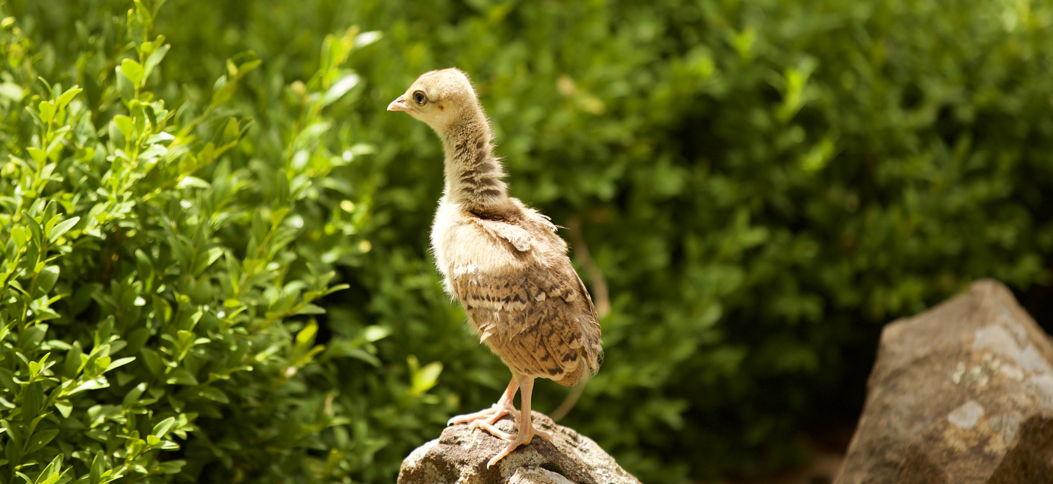 Canon EOS 5DS sample photo. Peacock photography