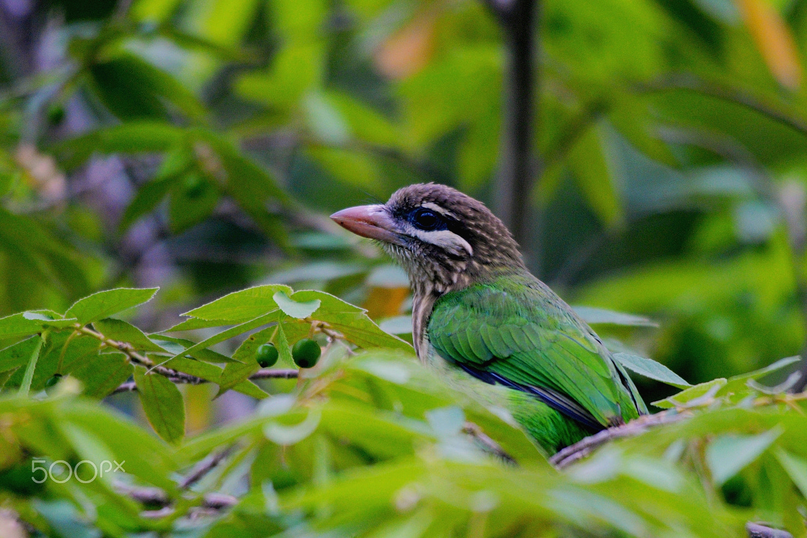 Sigma 150-500mm F5-6.3 DG OS HSM sample photo. White cheeked barbet photography