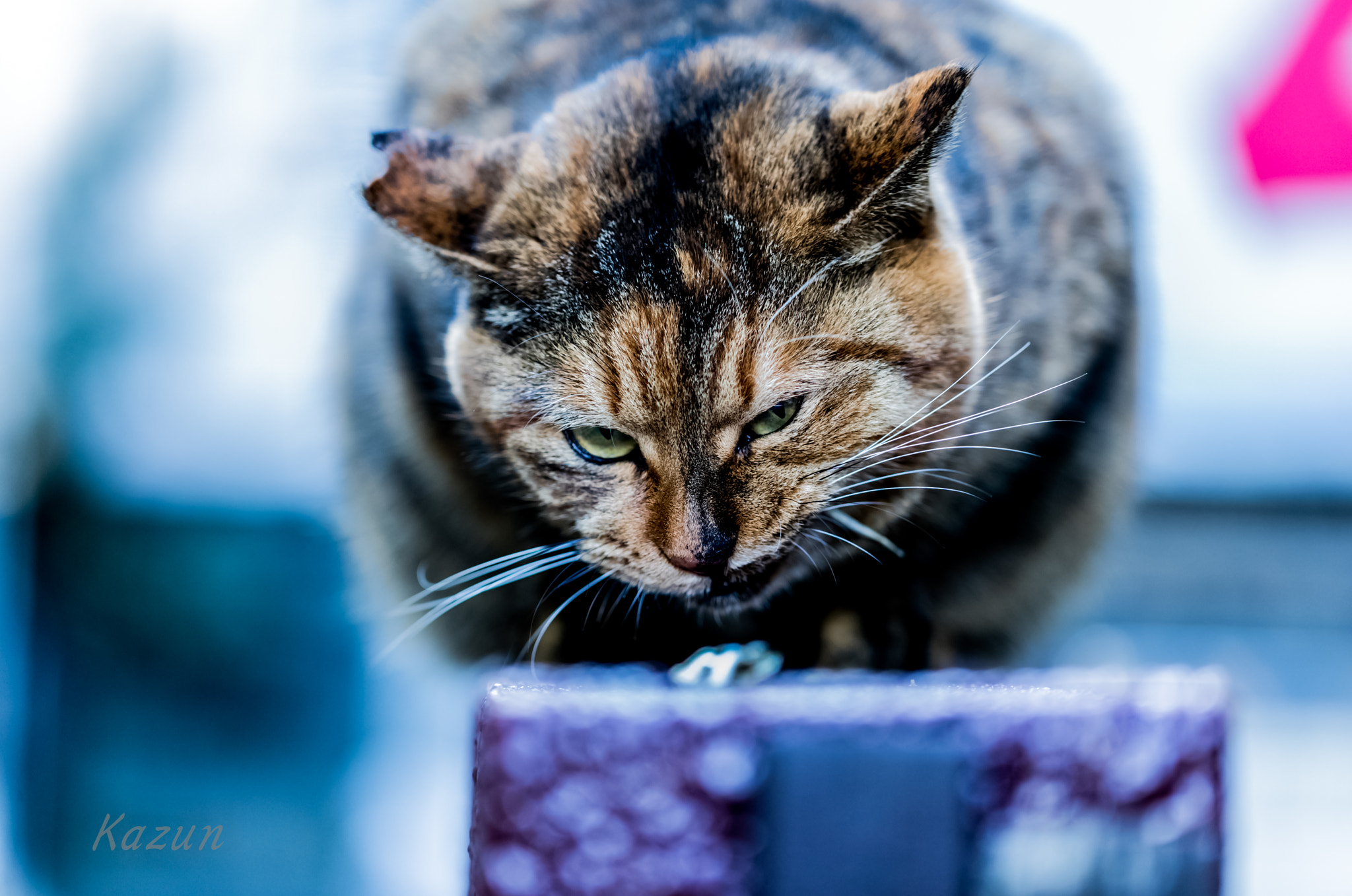 Canon EF 100mm F2.8L Macro IS USM sample photo. A fearless smile photography