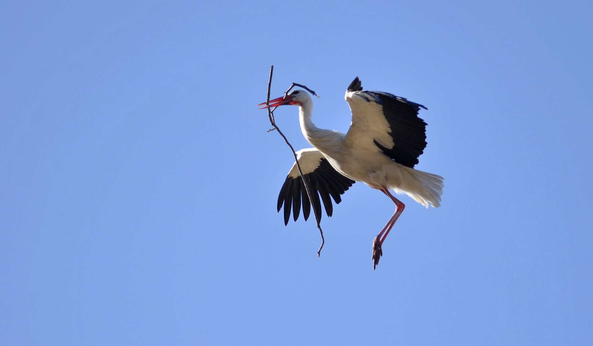 Sigma 70-300mm F4-5.6 APO DG Macro sample photo. Flying stork photography
