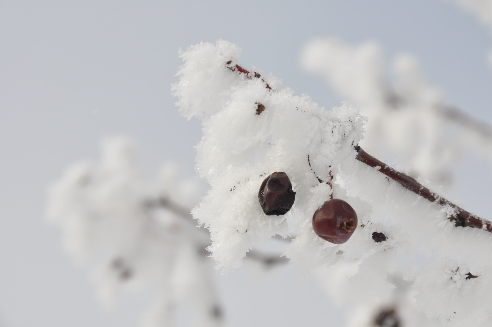 Nikon D90 + Sigma 18-125mm F3.8-5.6 DC OS HSM sample photo. Winter-kış photography