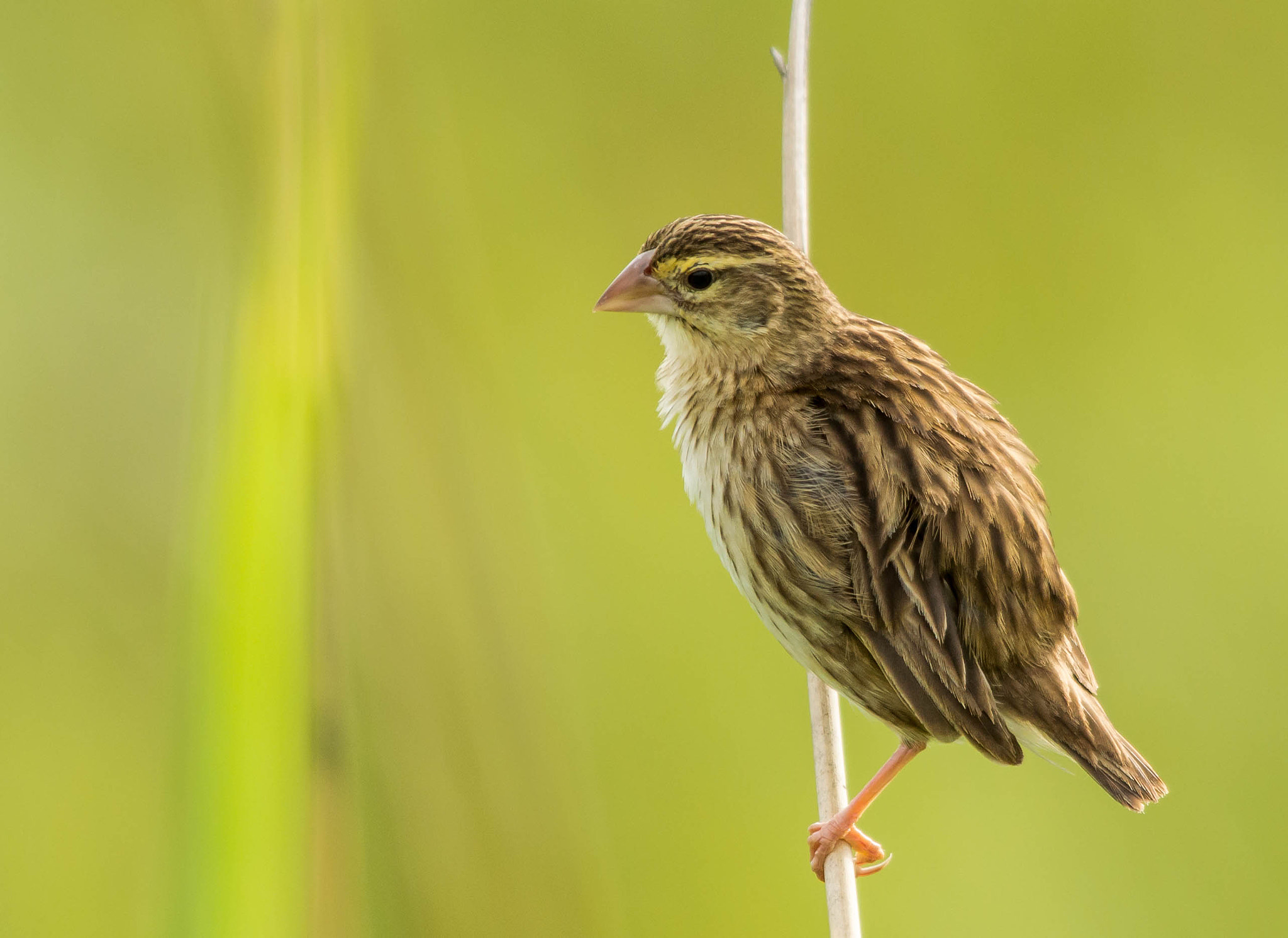 Sigma 150-500mm F5-6.3 DG OS HSM sample photo. Red bishop female photography