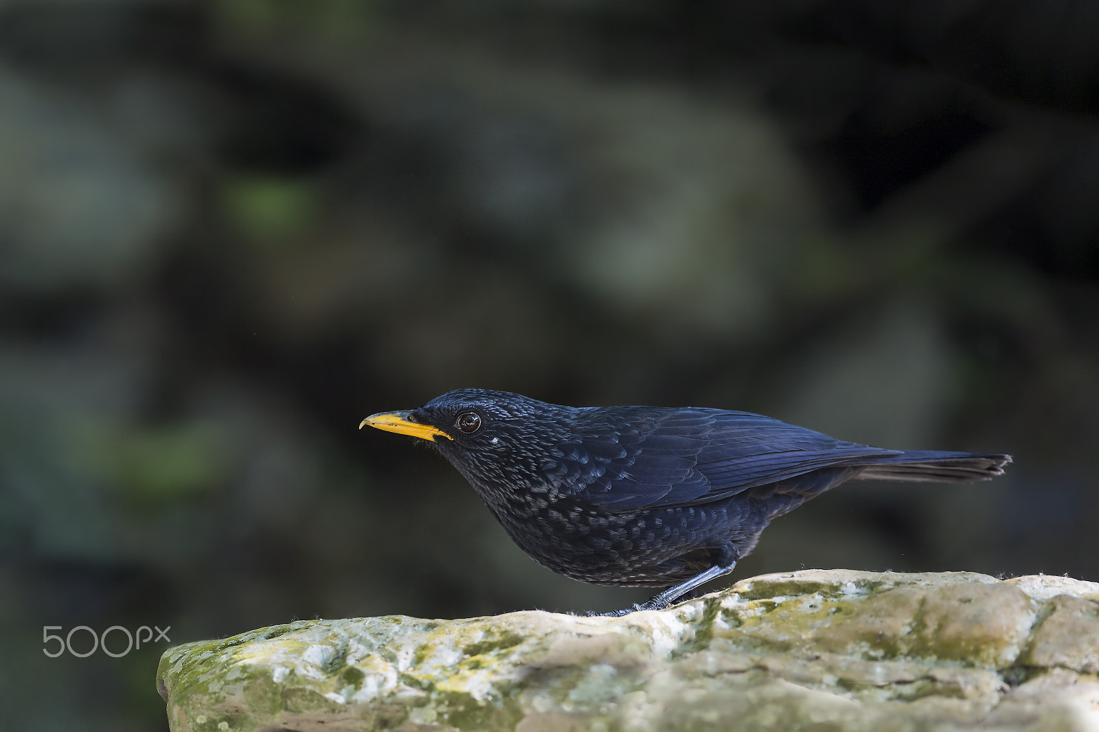 Nikon D4 sample photo. Blue whistling thrush photography