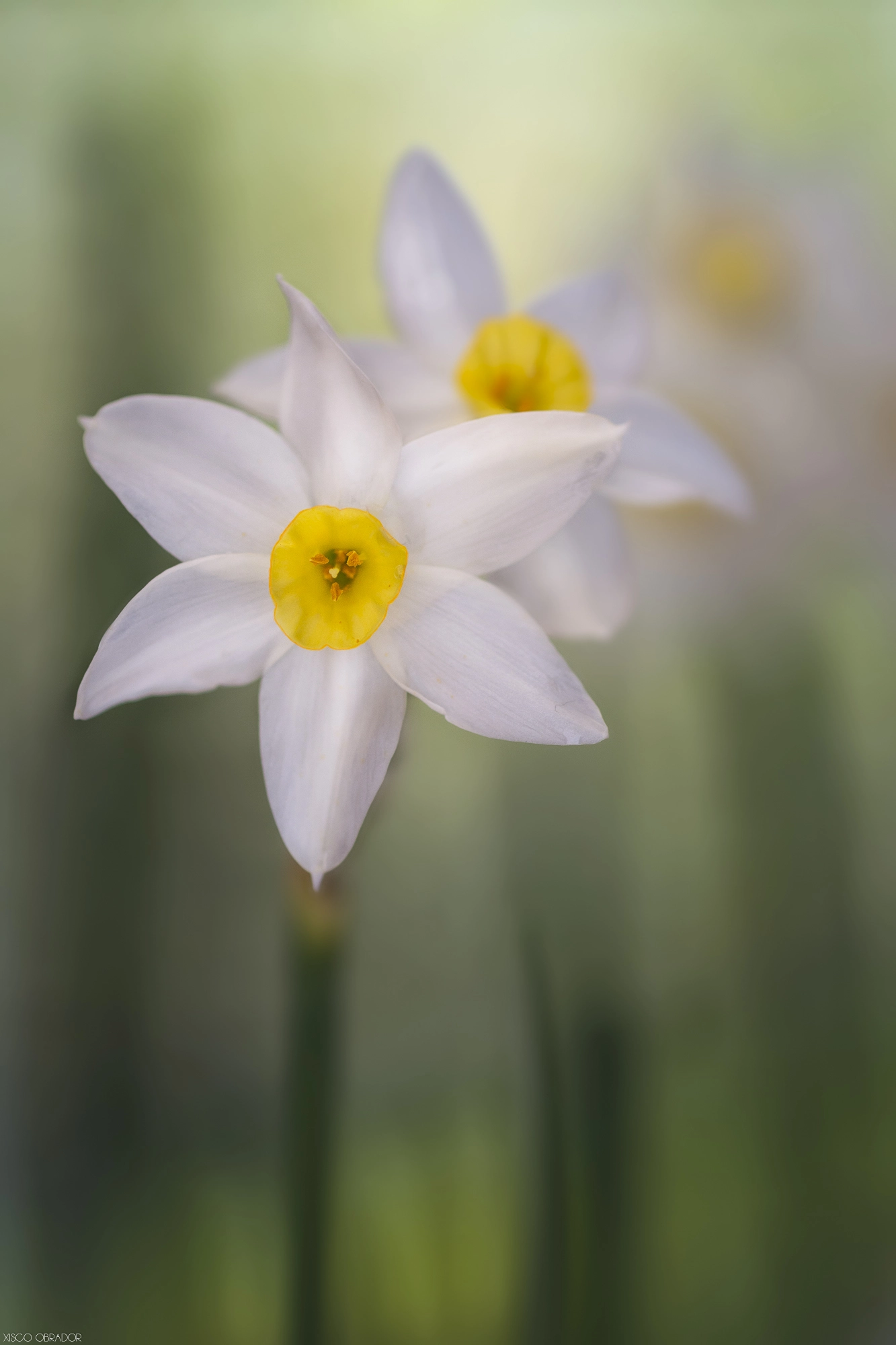 Tamron SP AF 90mm f/2.5 Macro (152E) sample photo. Narcissus photography