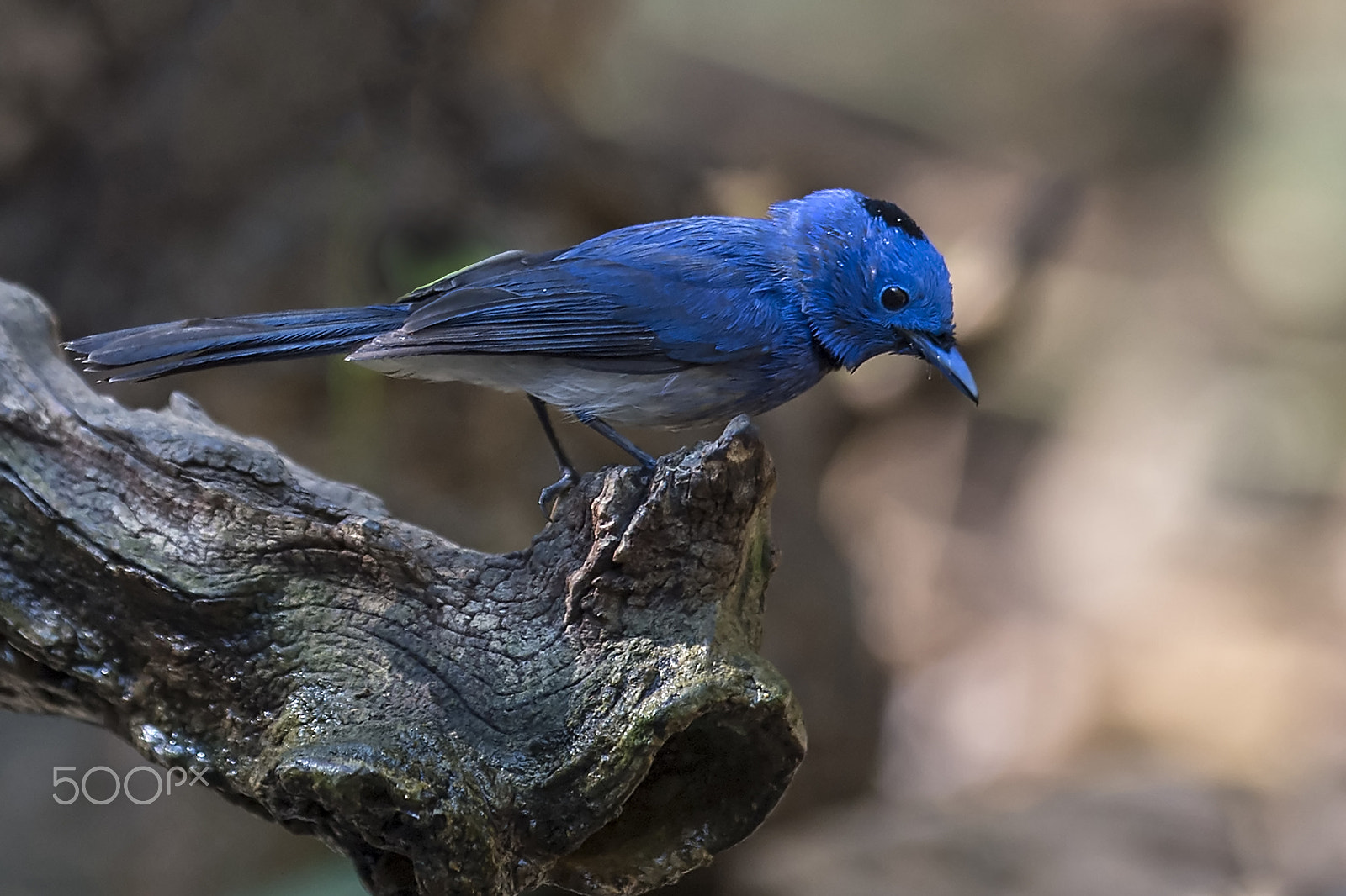 Nikon D4 sample photo. Black napped monarch photography