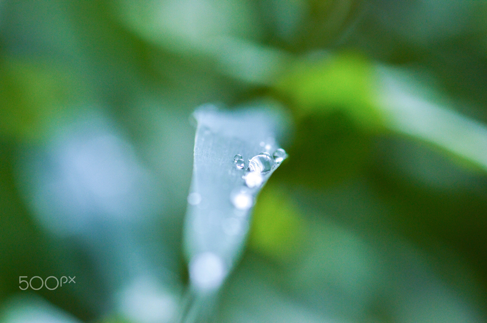 Nikon D3200 + Sigma 105mm F2.8 EX DG Macro sample photo. Water drop photography