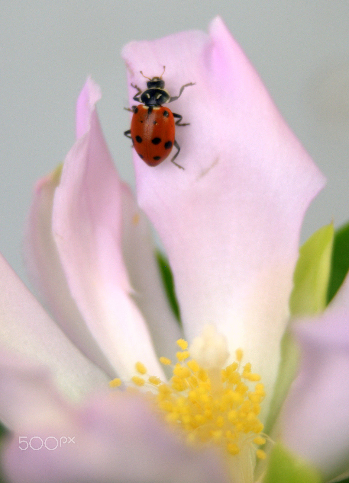 Nikon D3000 sample photo. Ladybug on pereskia cactus flower photography