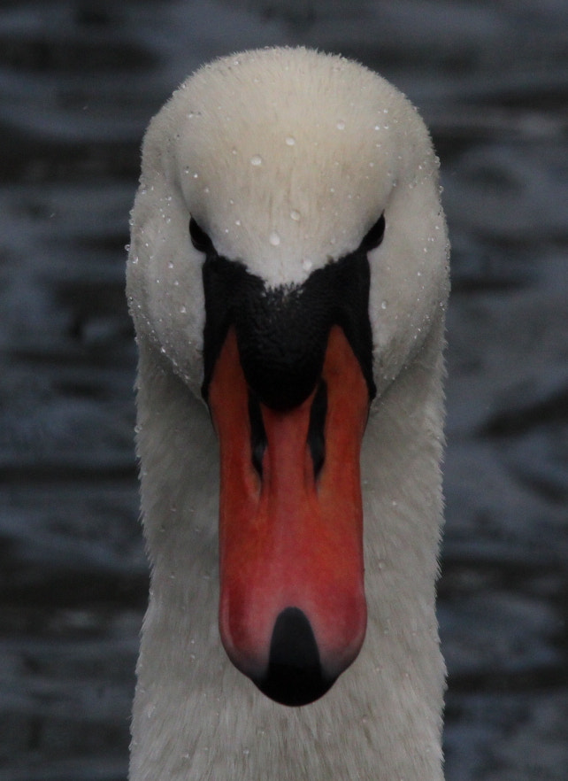Sigma 150-600mm F5-6.3 DG OS HSM | C sample photo. Schwan photography
