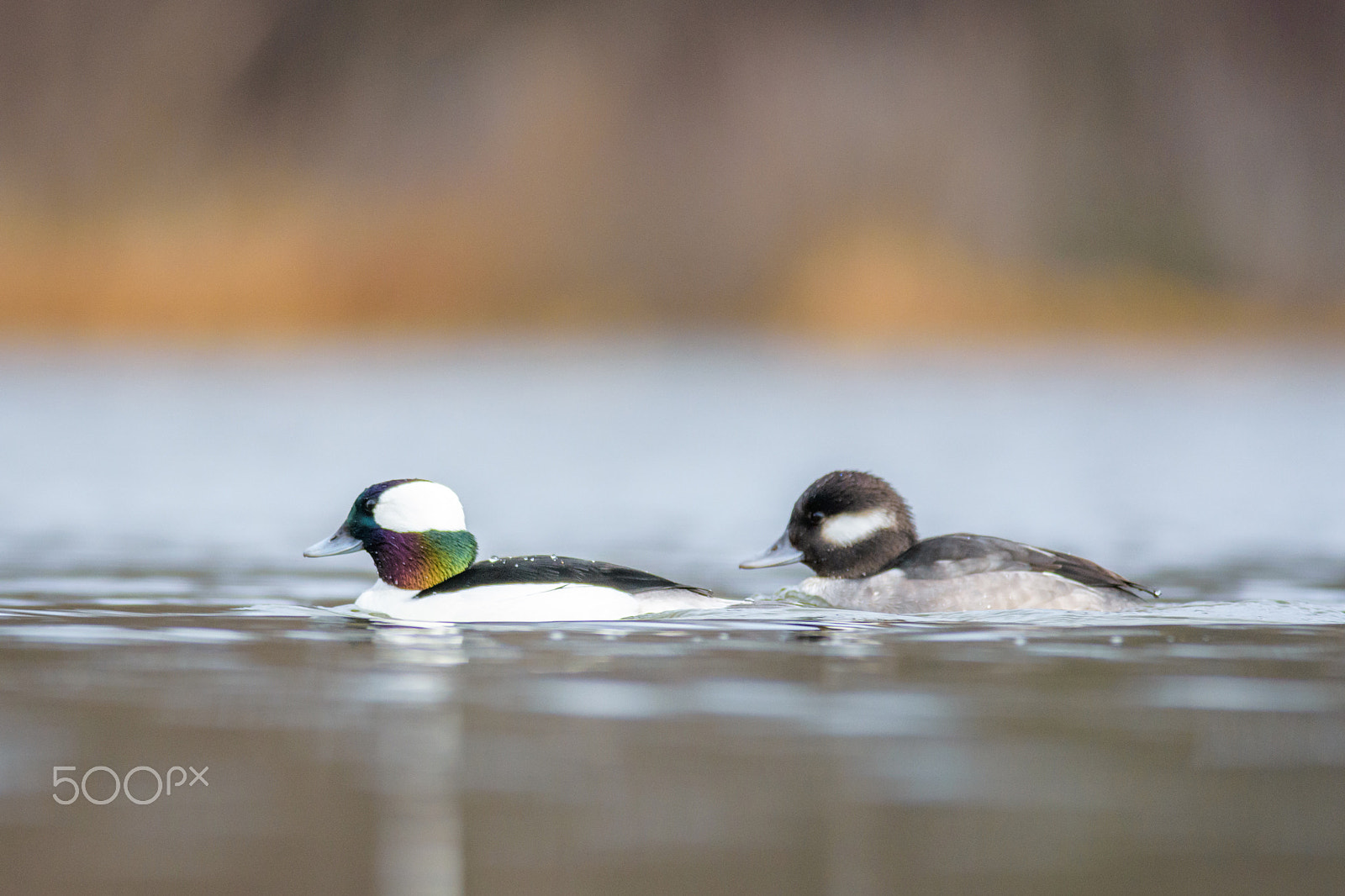 Nikon D7200 + Nikon AF-S Nikkor 300mm F4D ED-IF sample photo. Buffleheads photography
