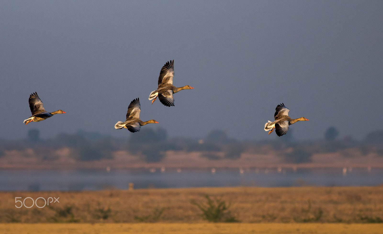 Canon EOS 700D (EOS Rebel T5i / EOS Kiss X7i) + Canon EF 400mm F5.6L USM sample photo. Greylag geese in flight photography