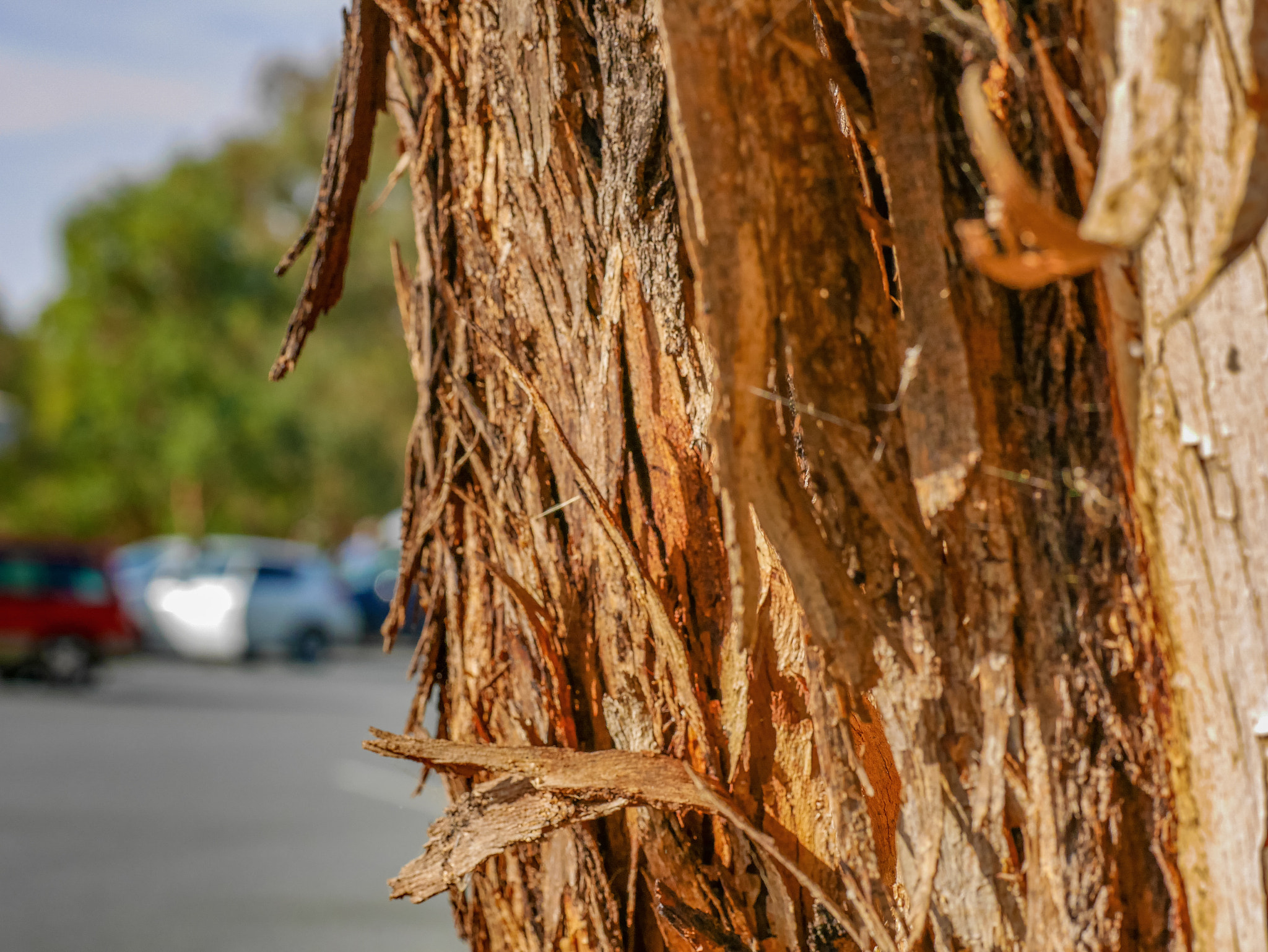 Panasonic DMC-GM1S sample photo. Textures - australian red gum bark photography