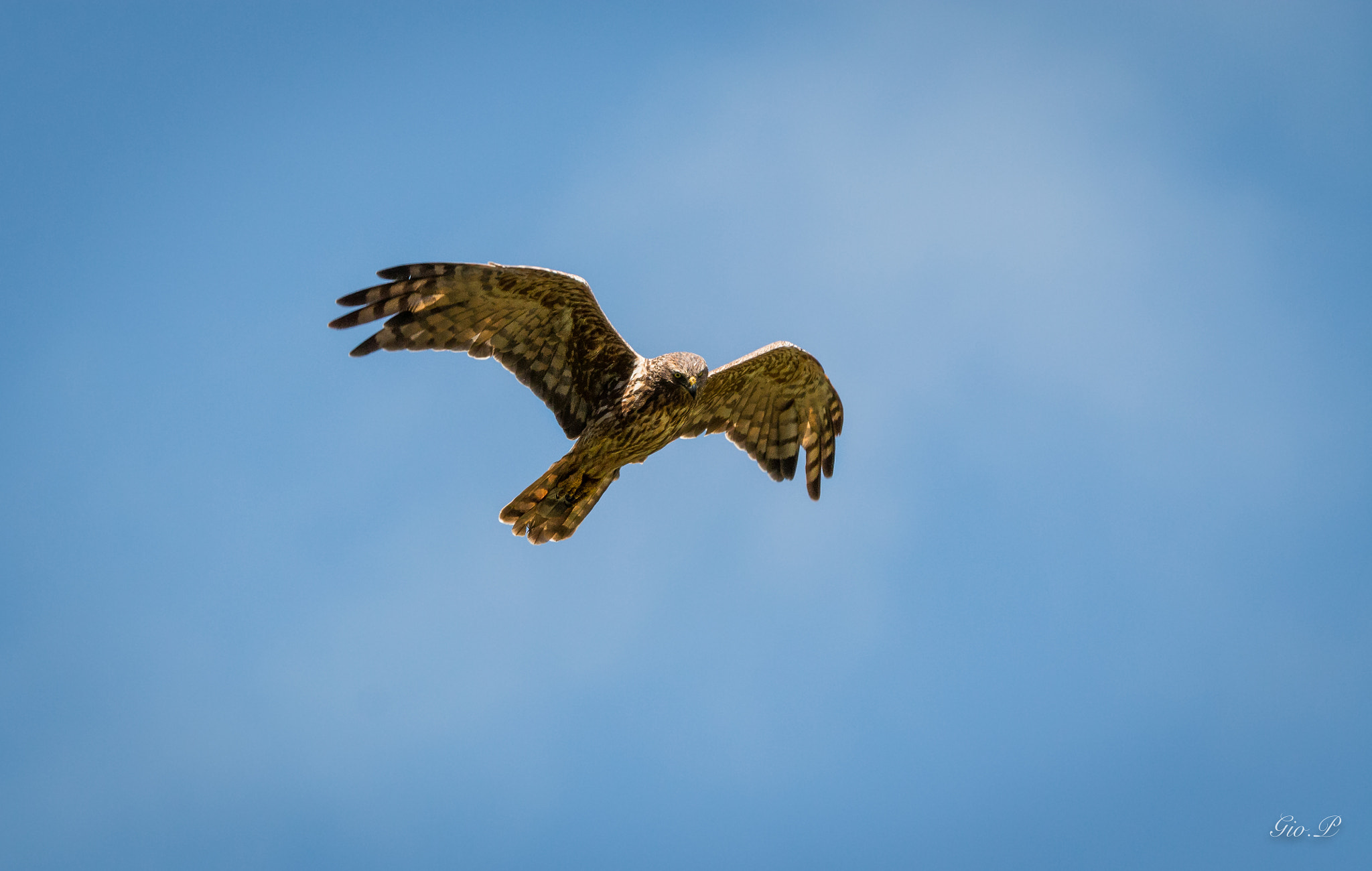 150-600mm F5-6.3 DG OS HSM | Contemporary 015 sample photo. Le vol majestueux du papangue photography