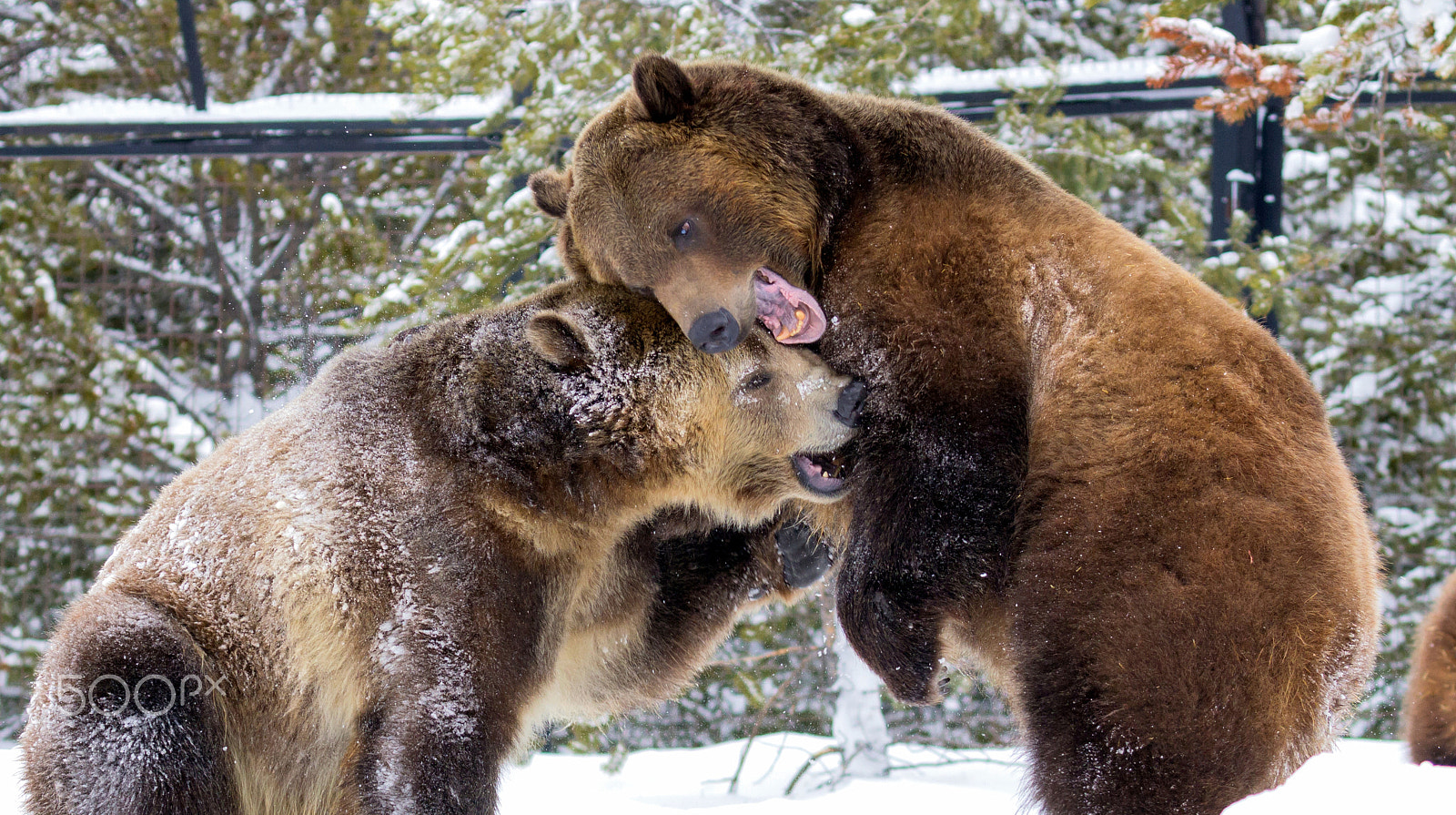 Canon EOS 60D sample photo. Socializing grizzly bears photography