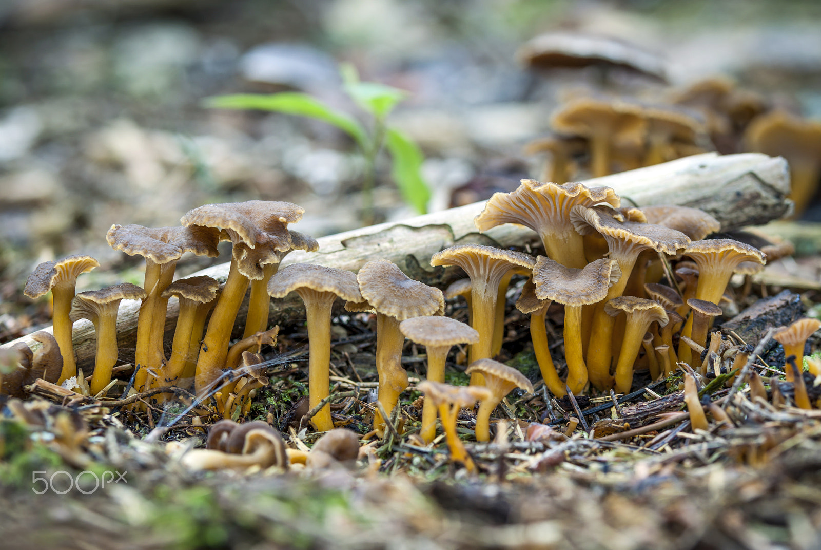Pentax K10D sample photo. Mushroom photography