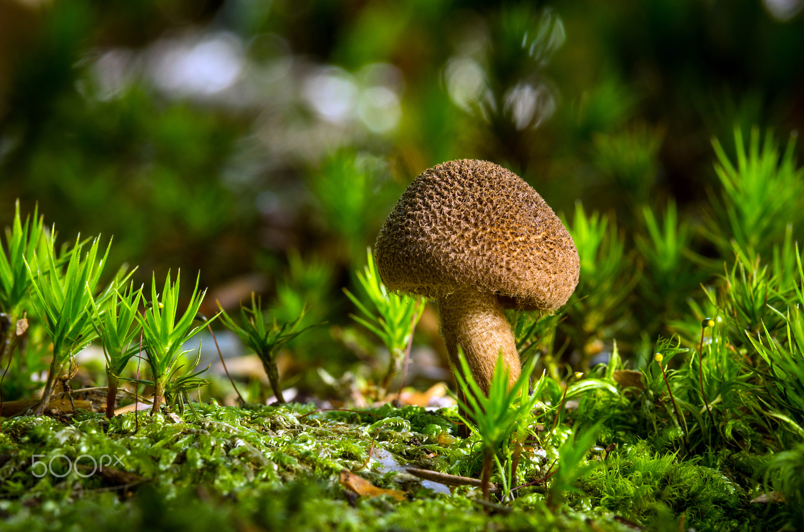 Pentax K-5 sample photo. Inocybe photography