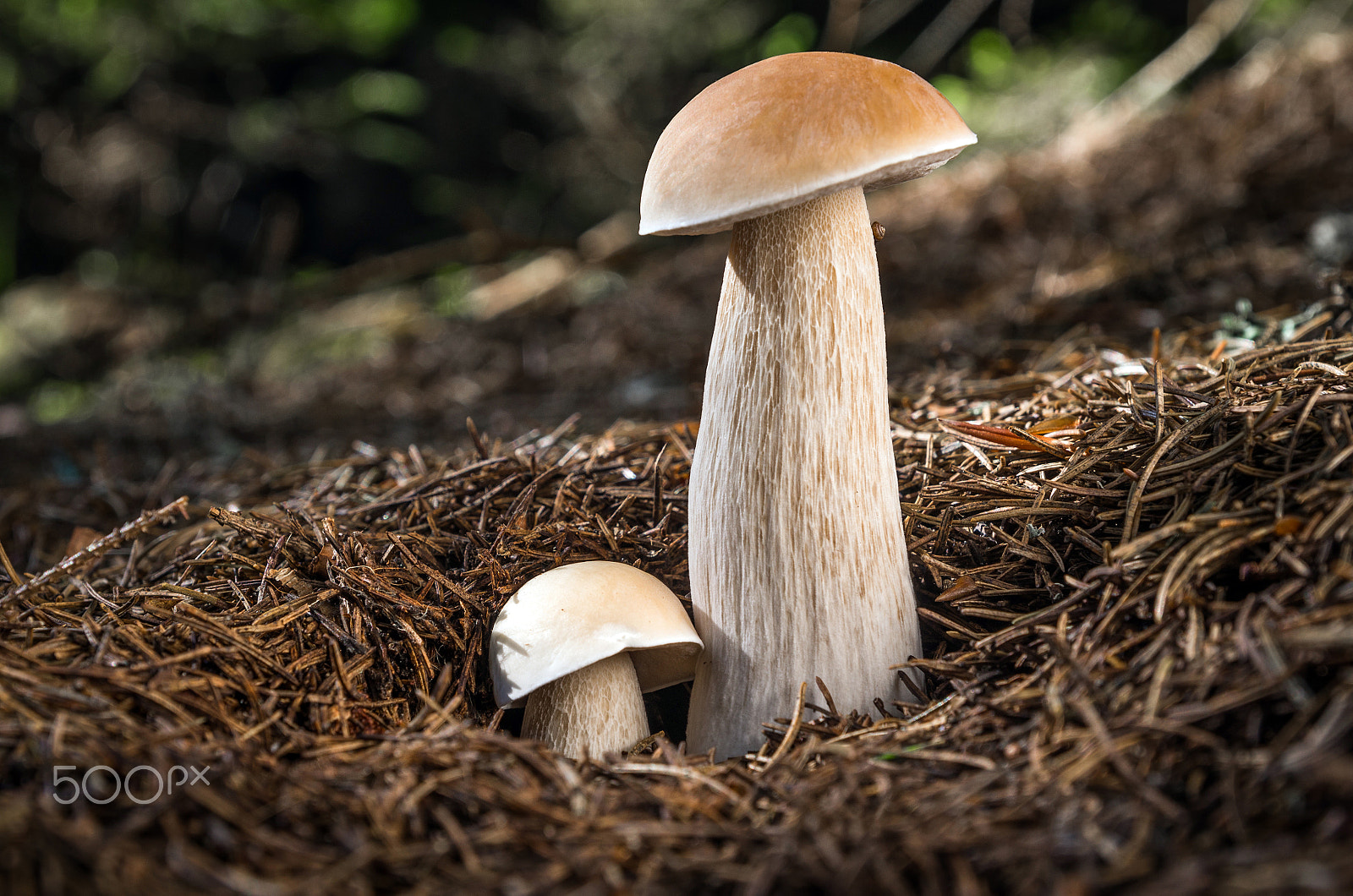 Pentax K-5 sample photo. Boletus edulis photography