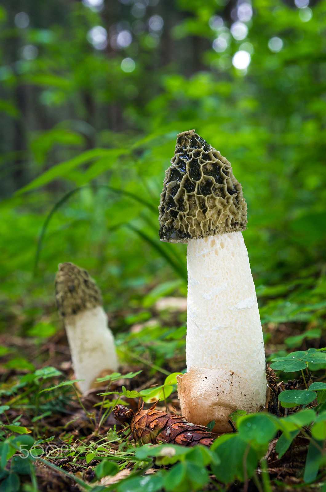 Pentax K-5 sample photo. Phallus impudicus photography