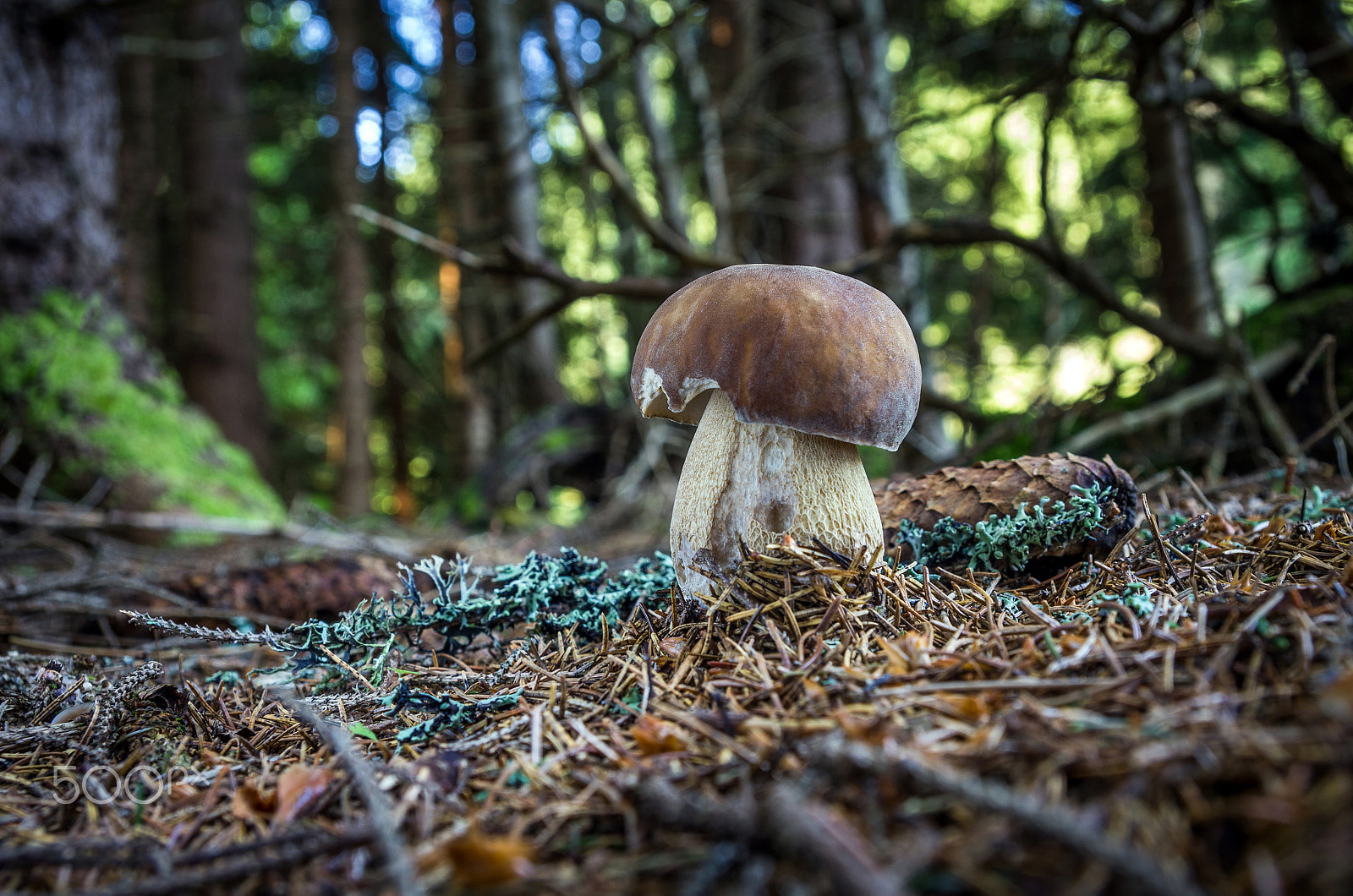 Pentax K-5 sample photo. Boletus edulis photography