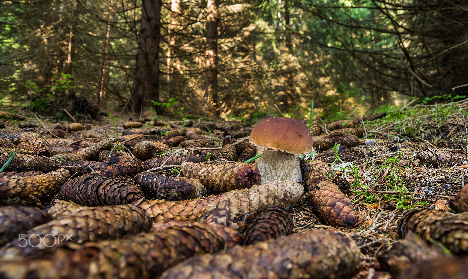 Pentax K-5 sample photo. Boletus edulis photography