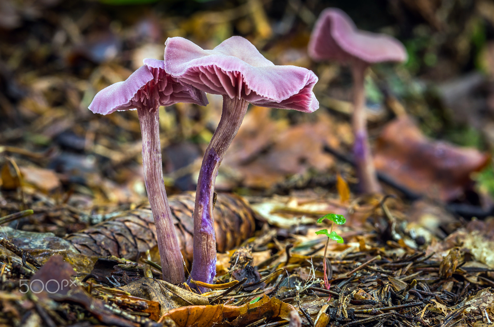 Pentax K-5 sample photo. Laccaria amethystina photography