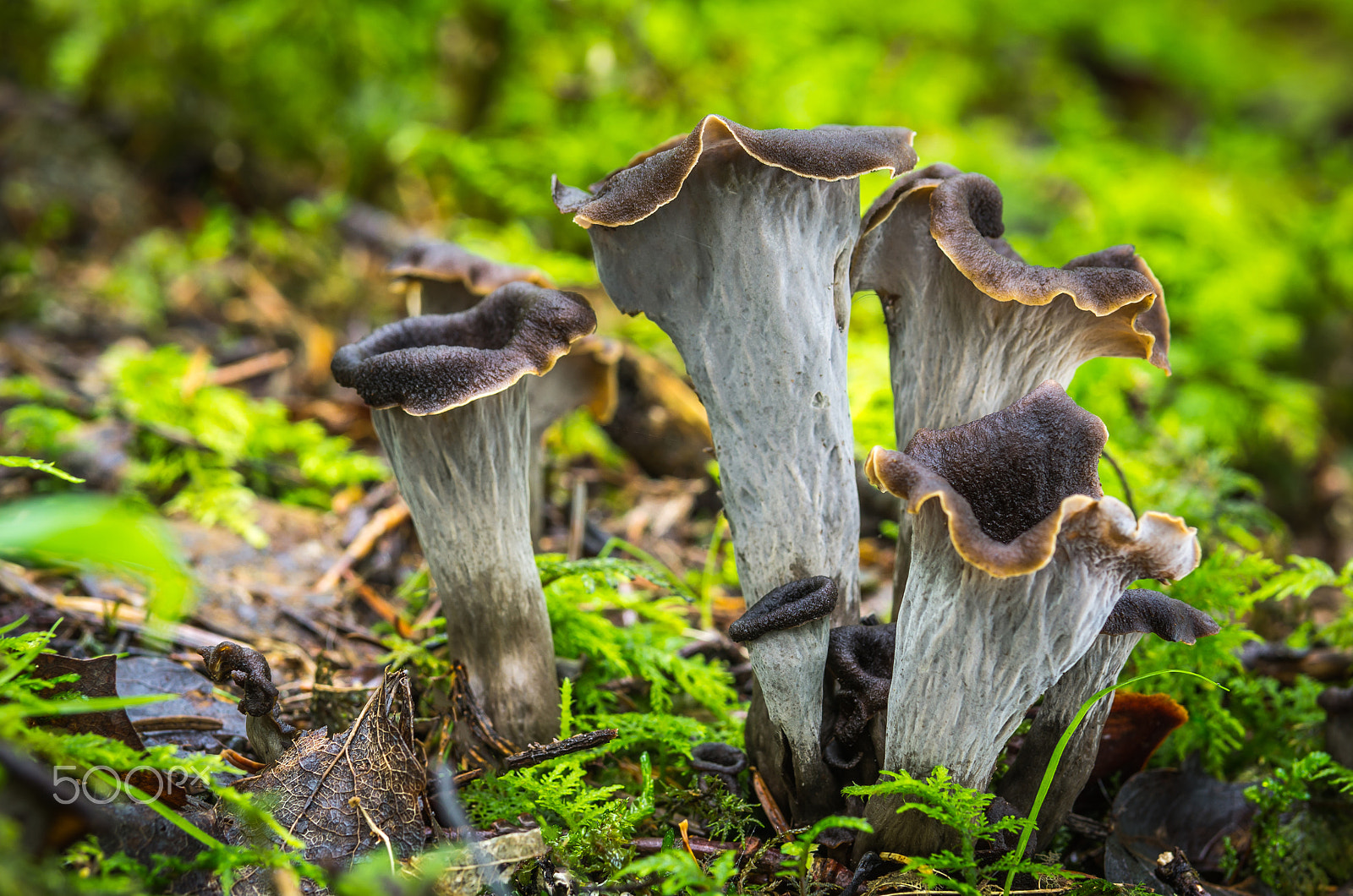 Pentax K-5 sample photo. Craterellus cornucopioides photography