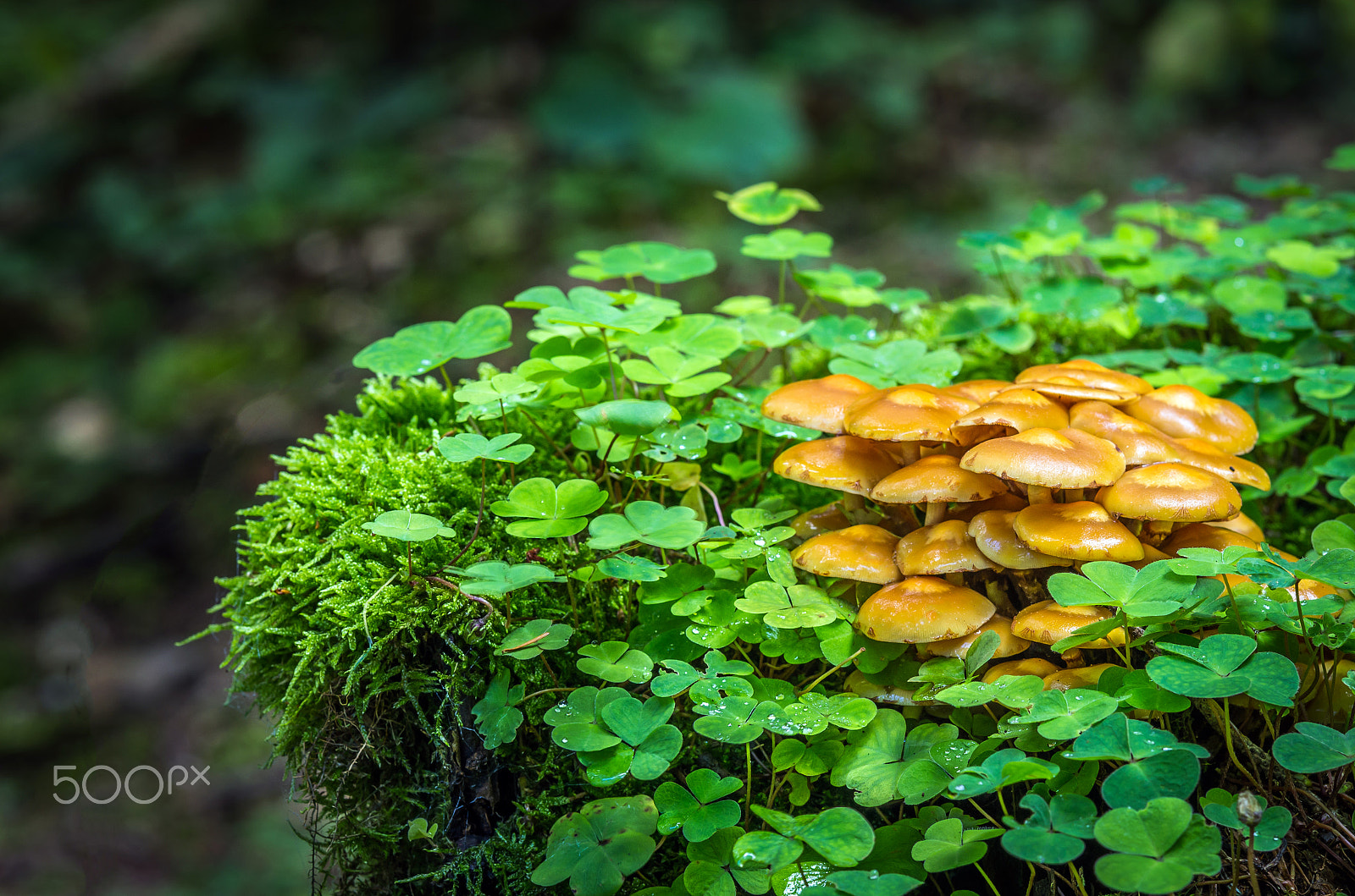Pentax K-5 sample photo. Kuehneromyces mutabilis photography