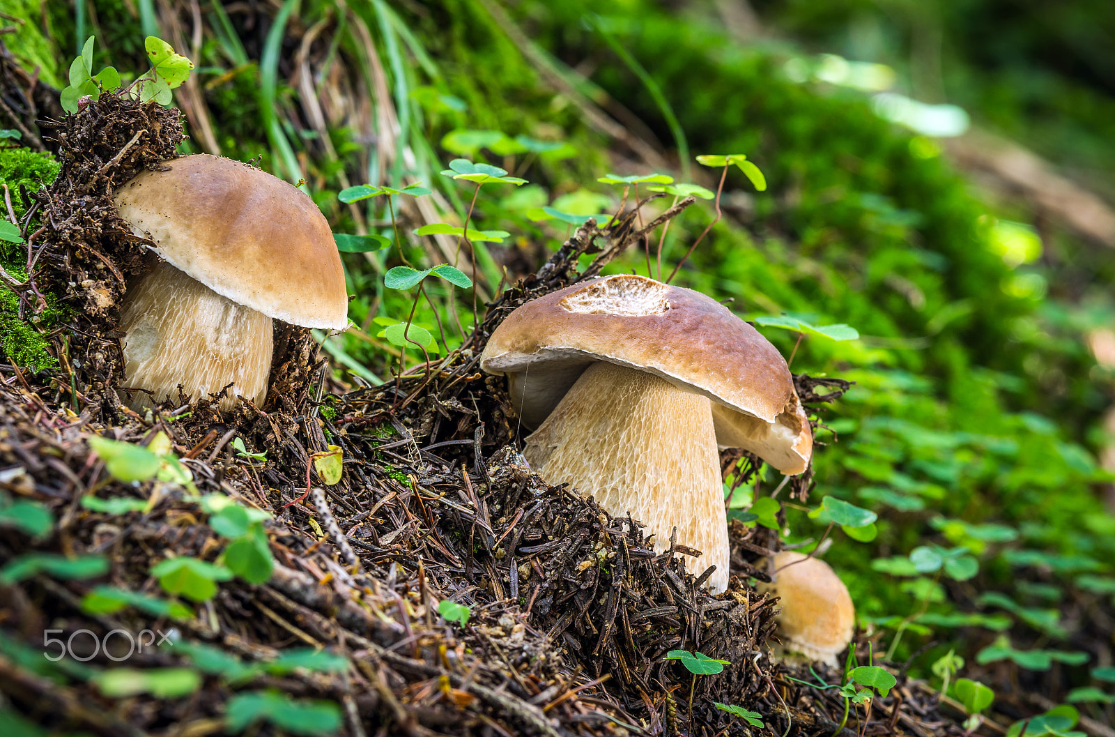 Pentax K-5 sample photo. Boletus edulis photography