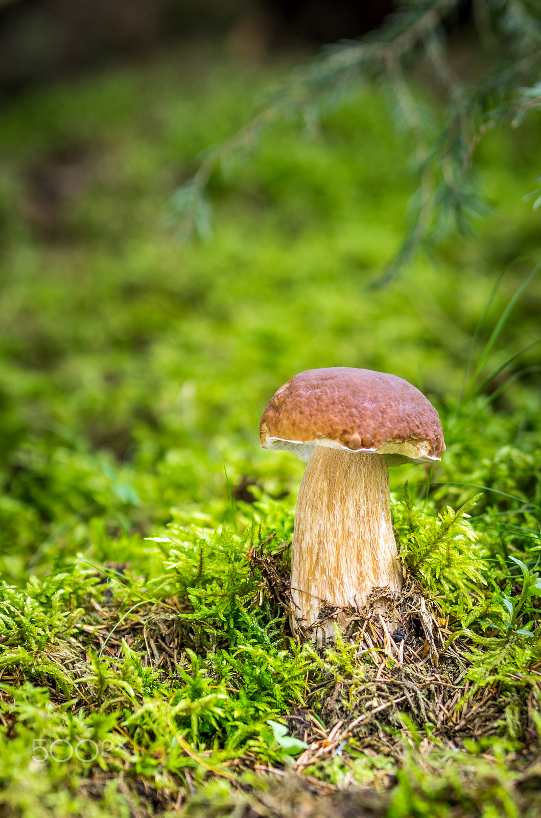 Pentax K-5 sample photo. Boletus edulis photography